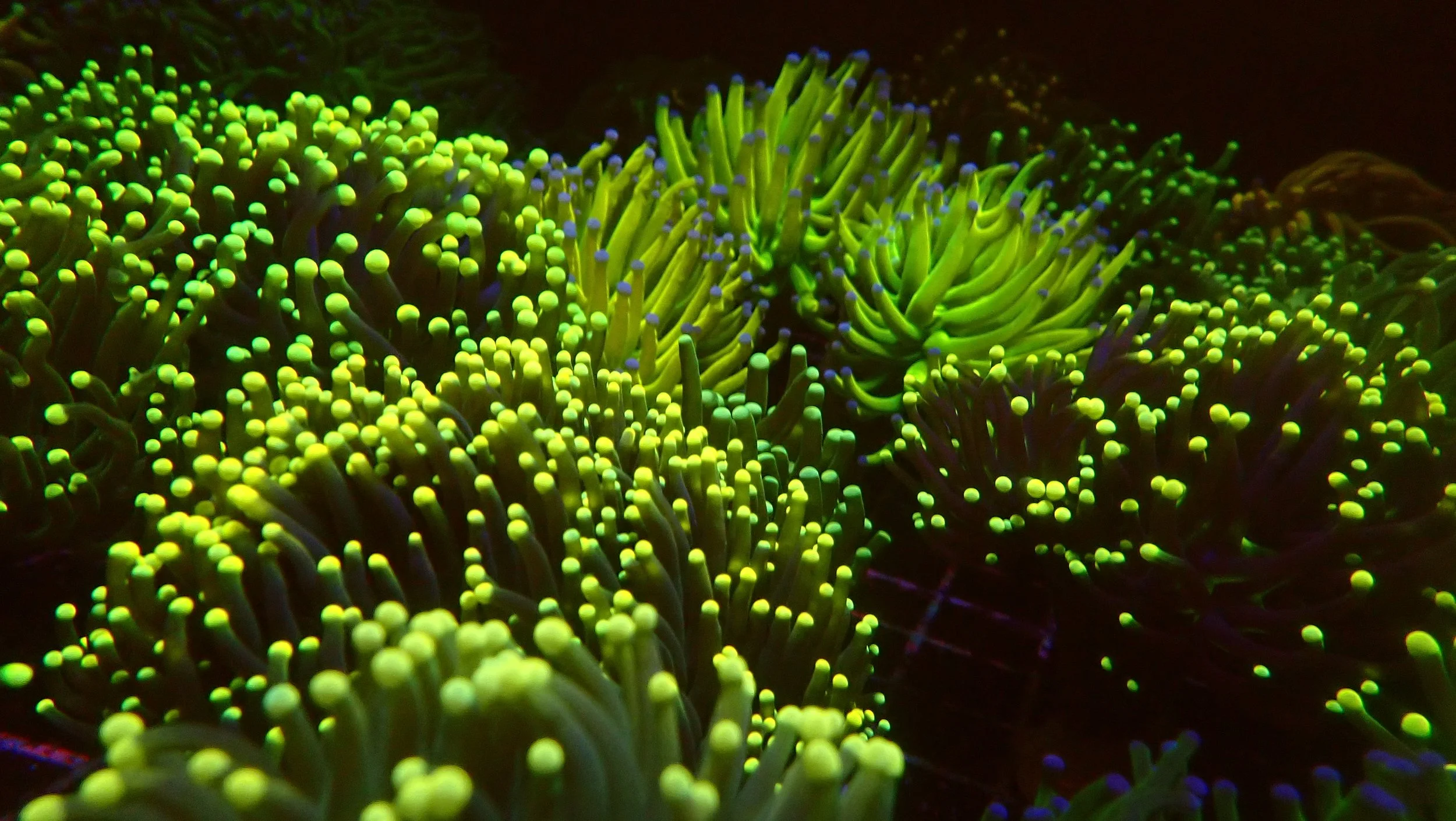 Close-up of fluorescent green and yellow sea anemones or coral with glowing tips on a dark underwater background.