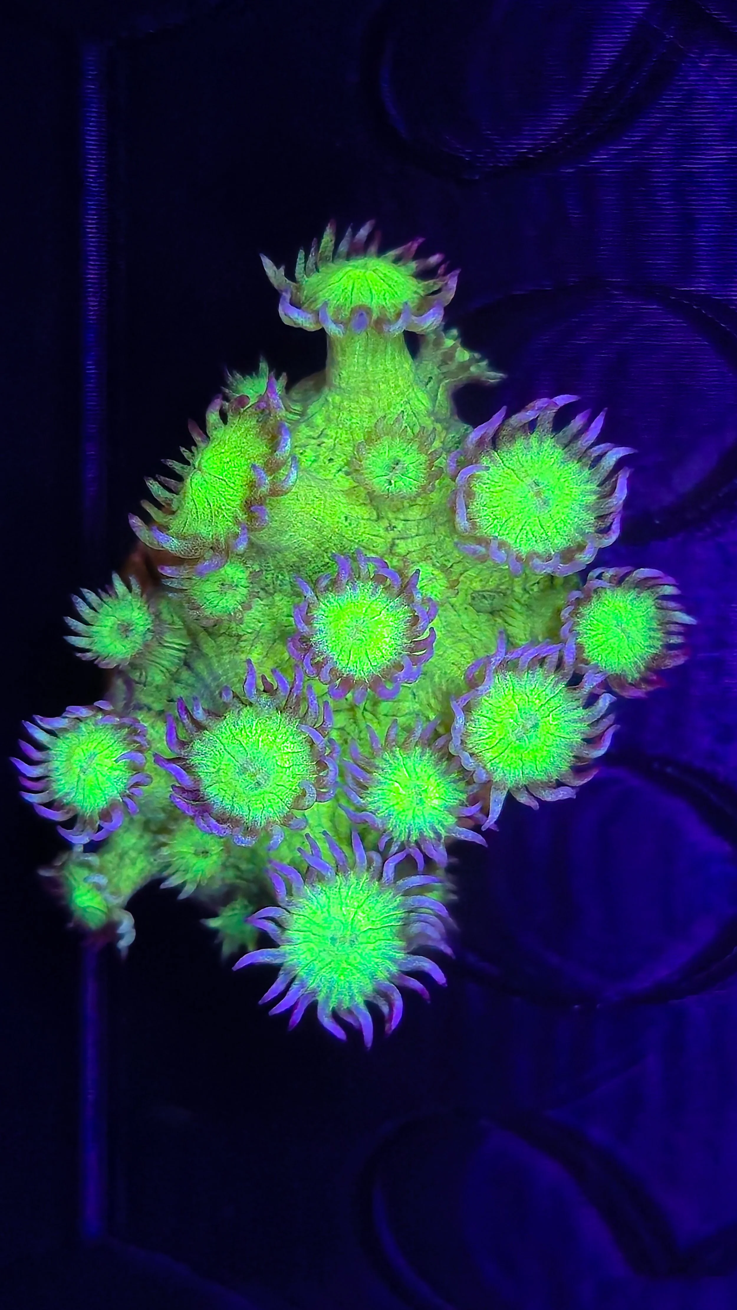 Underwater coral with fluorescent green and purple hues under blacklight.