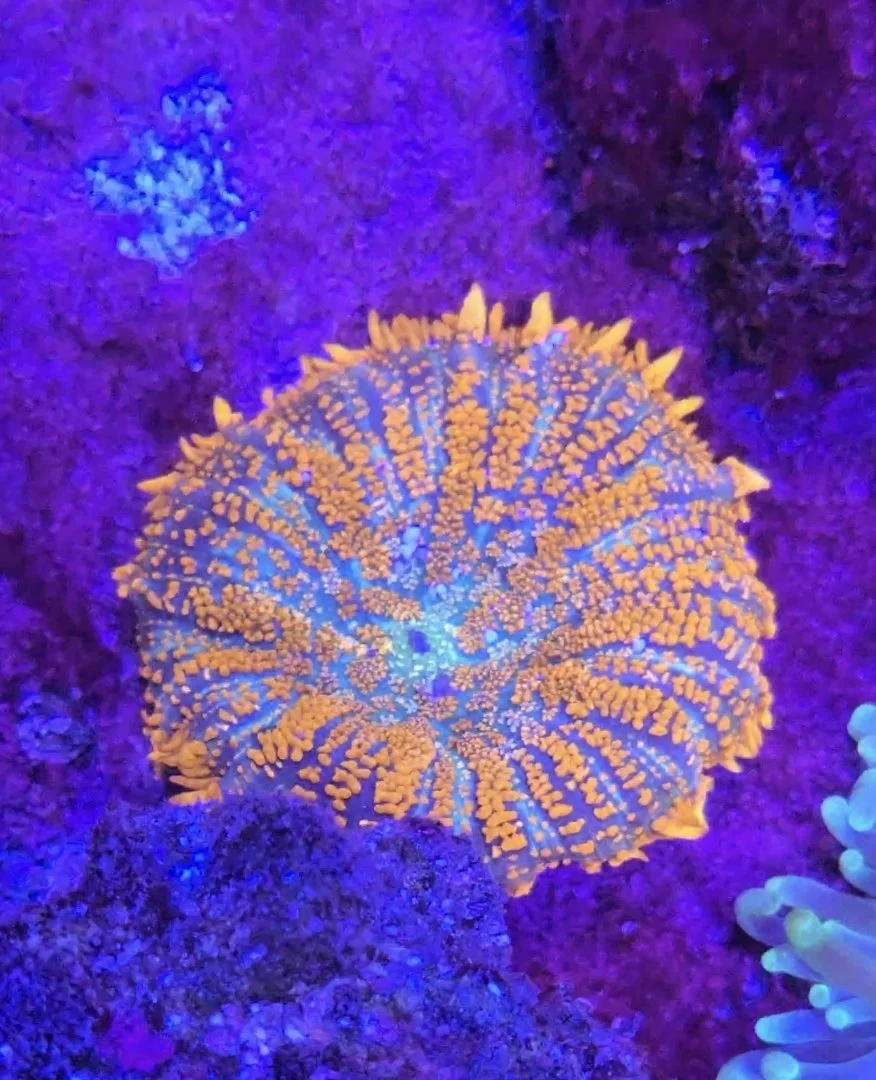 Close-up of a colorful starfish with bright orange, blue, and yellow markings on a purple coral reef.