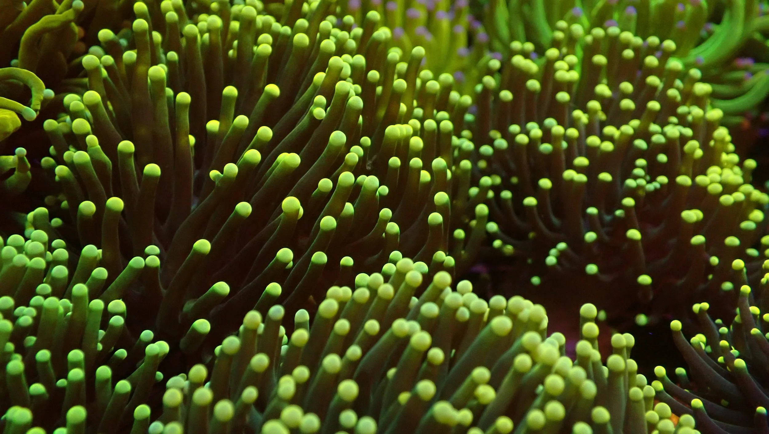 Close-up of colorful coral with numerous green and yellow-tipped tentacles.