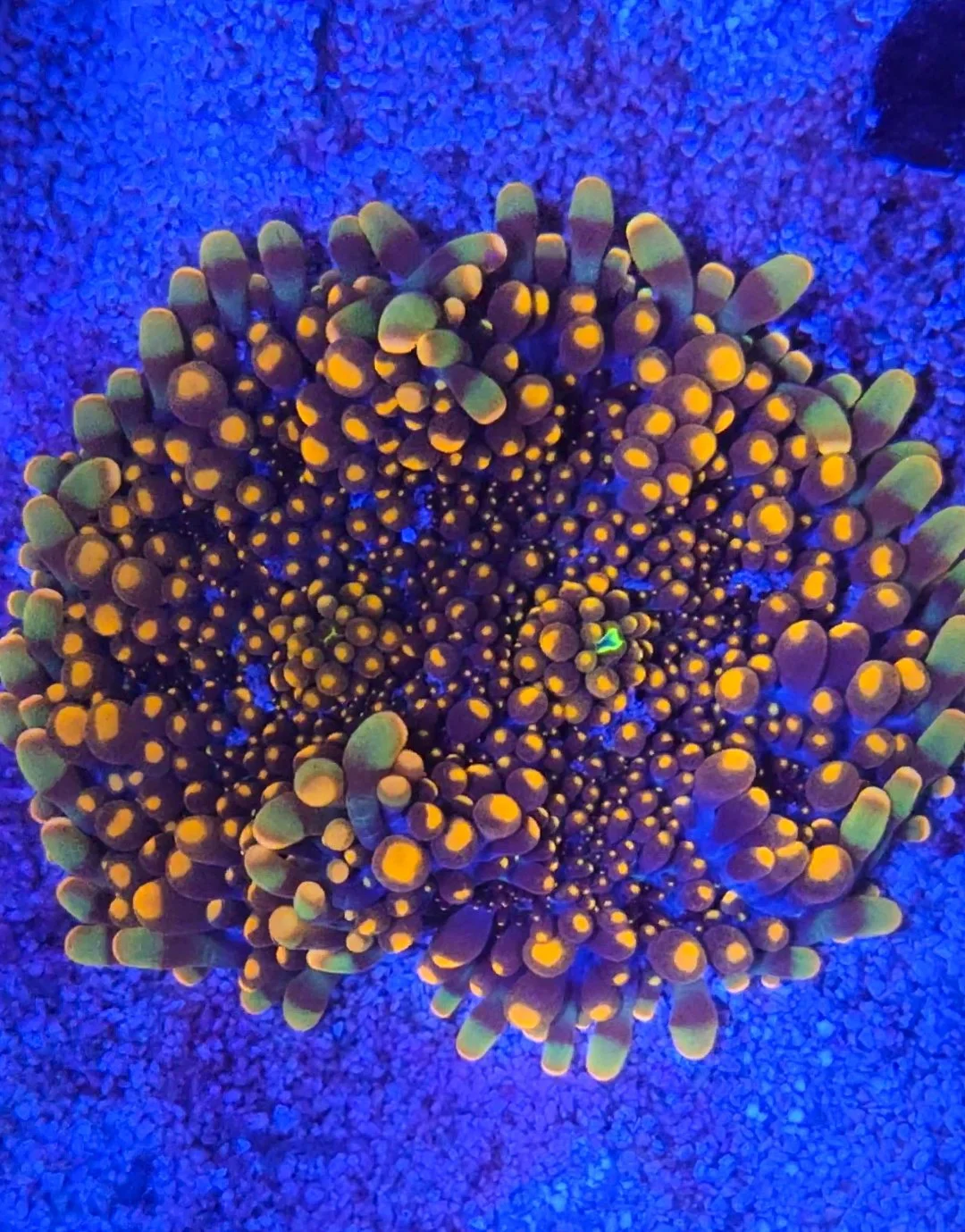 Colorful coral with yellow and green tips under blue lighting, on a sandy surface.