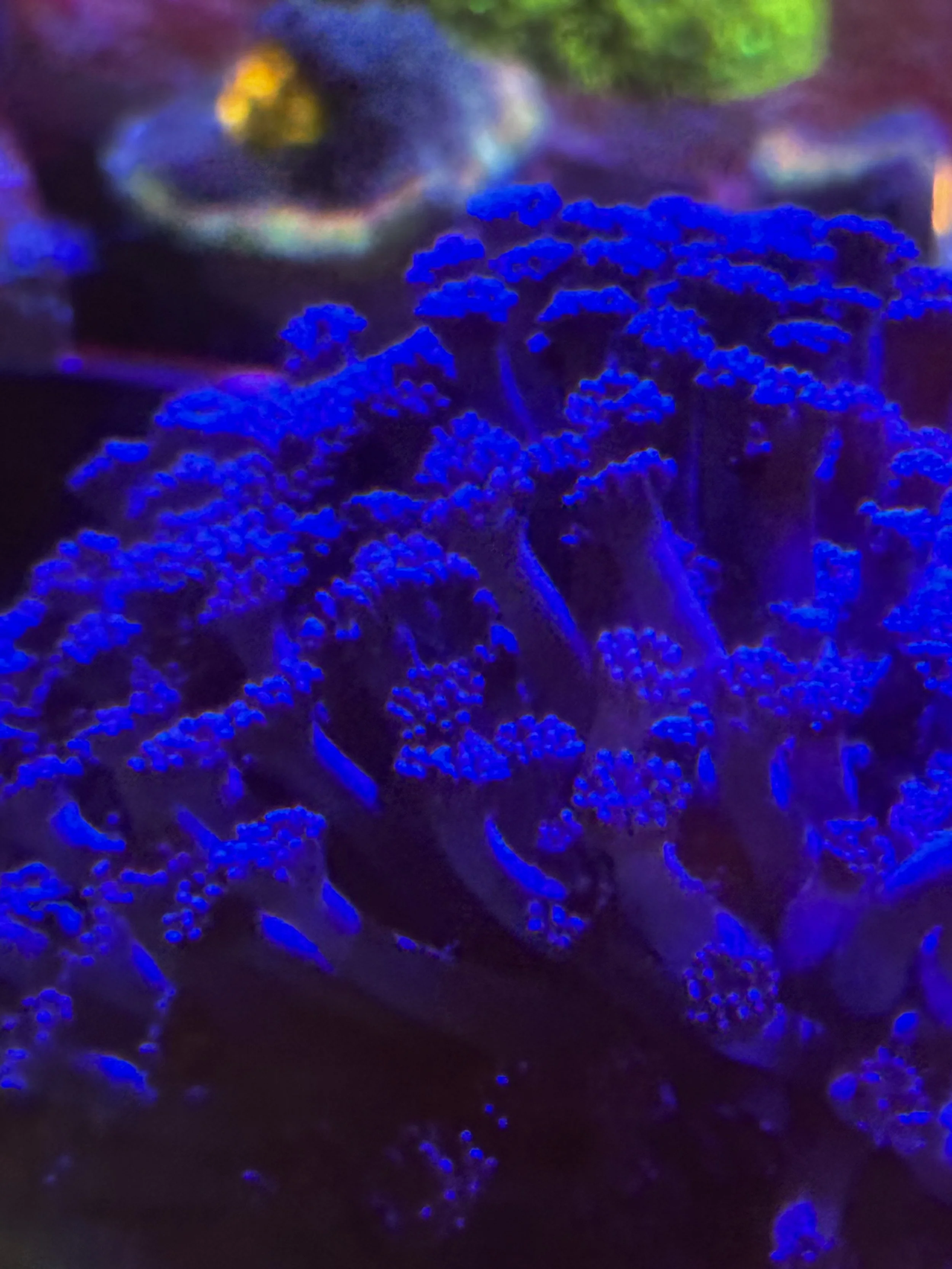 Smurf blood Blue Goni