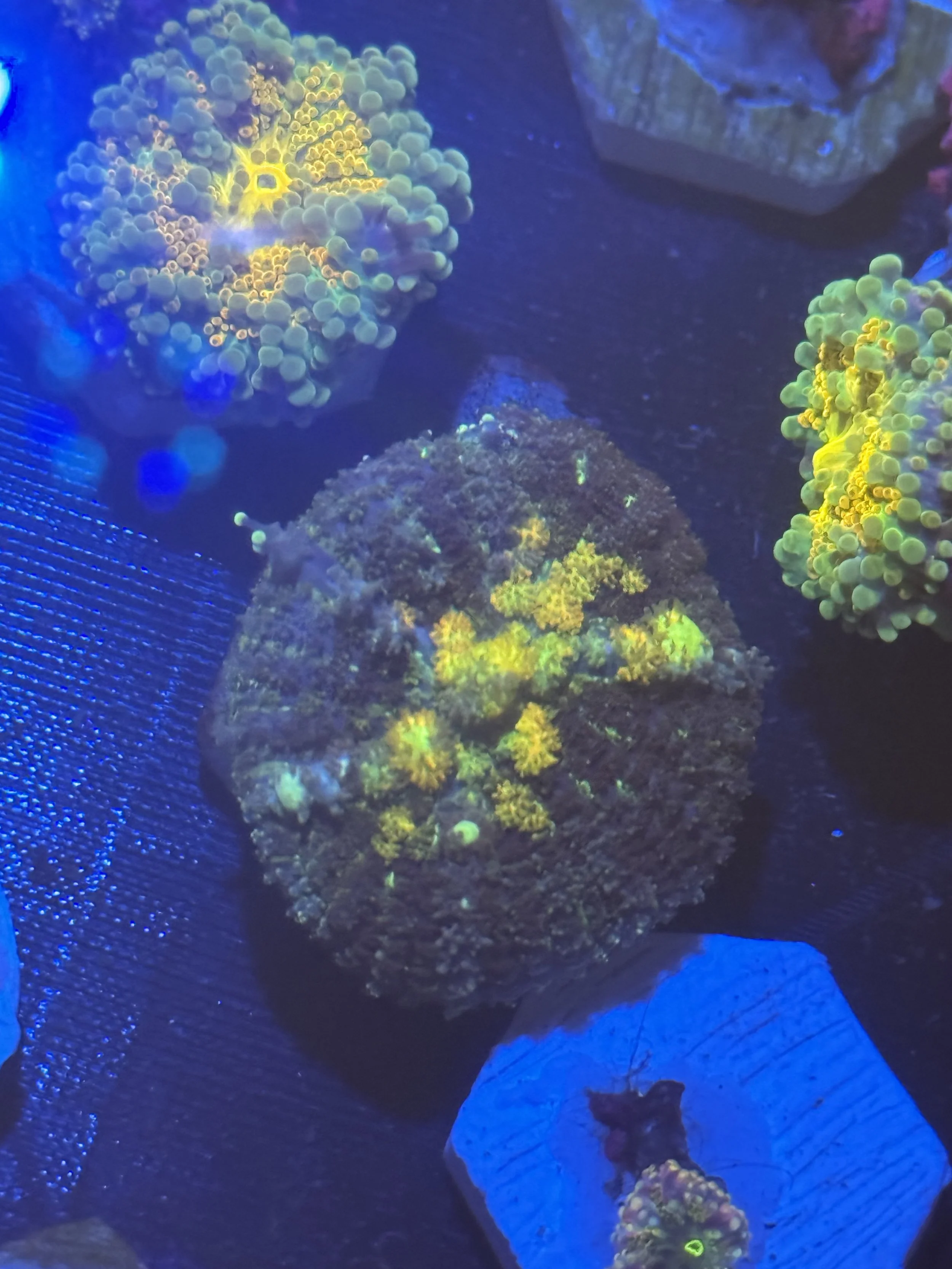 Fake OG Bounce Mushroom