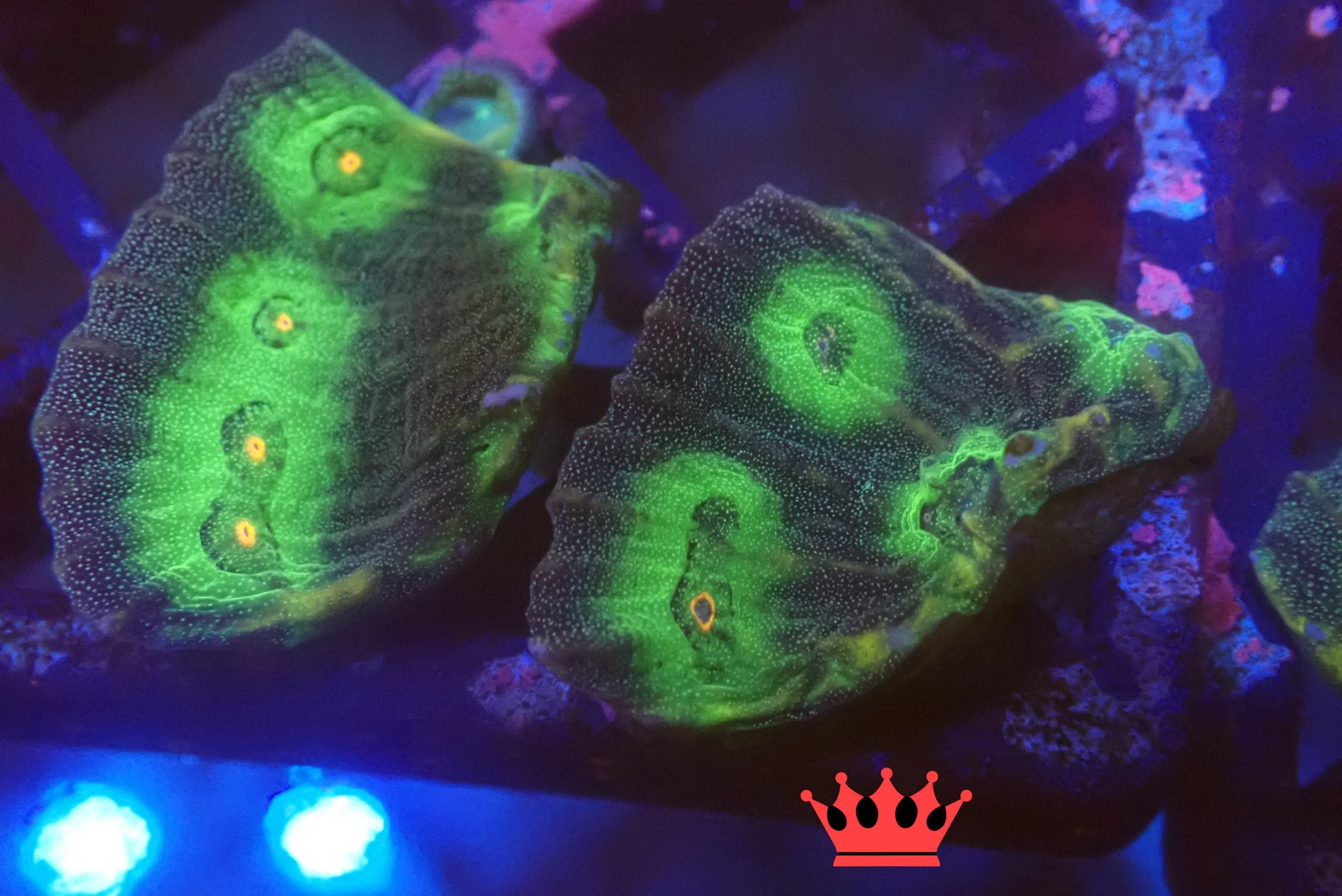 Glowing green coral or rock formations under black light, with a crown icon at the bottom center.
