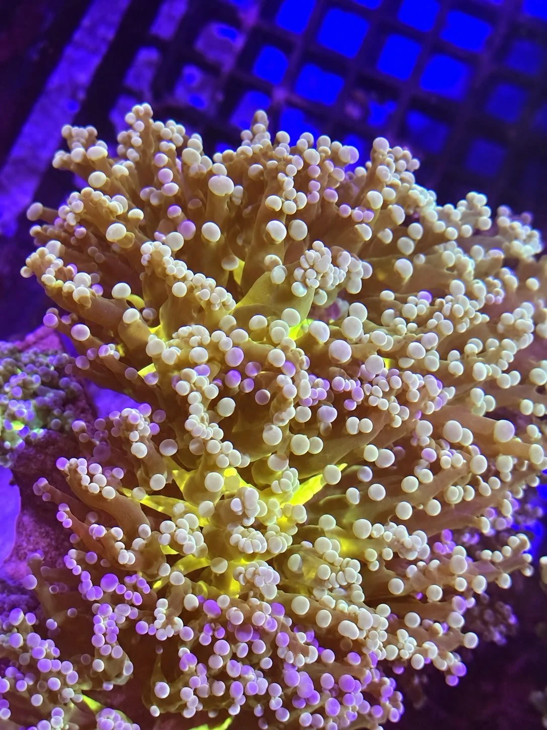 Holy Grail Yellow Mouth Frogspawn.jpe