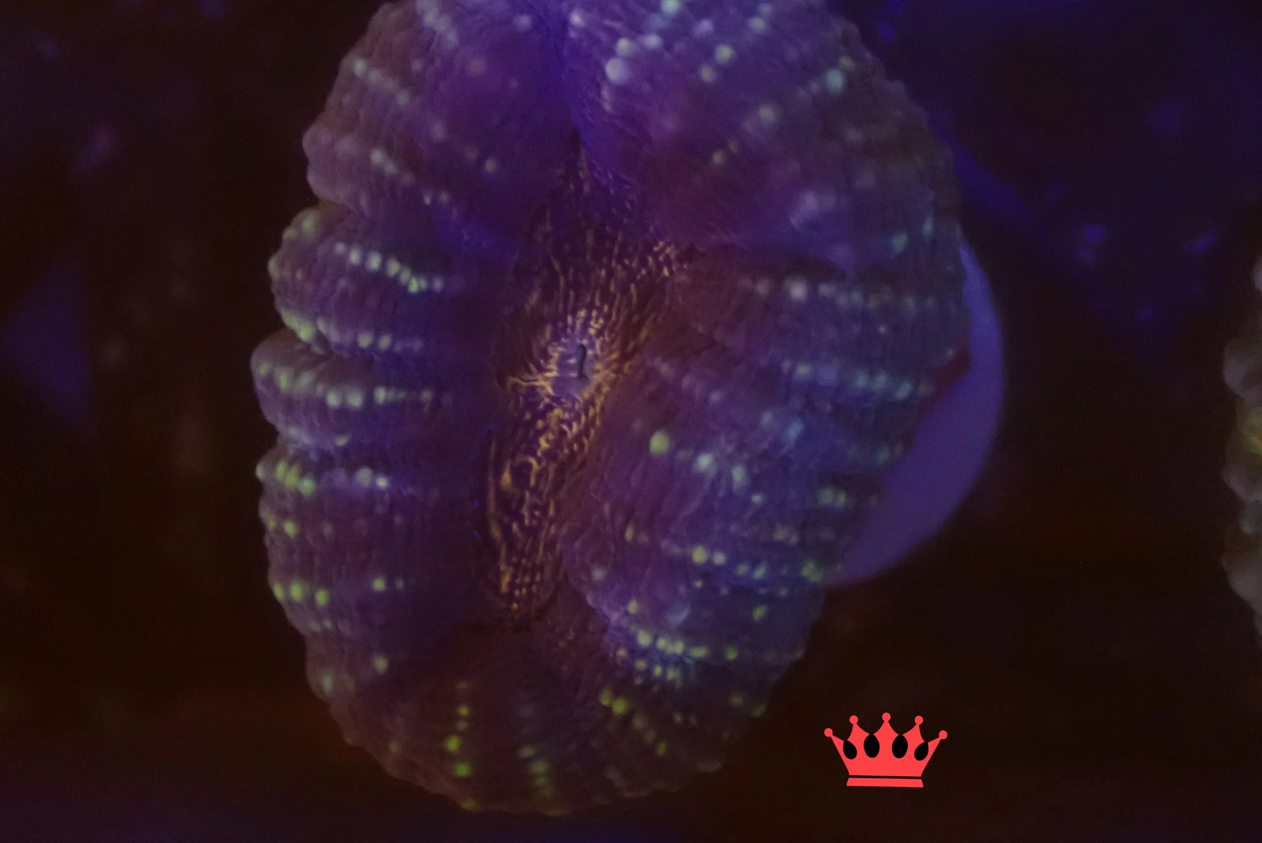 Close-up of a glowing, colorful coral under dark lighting, displaying vibrant purples, yellows, and green accents.