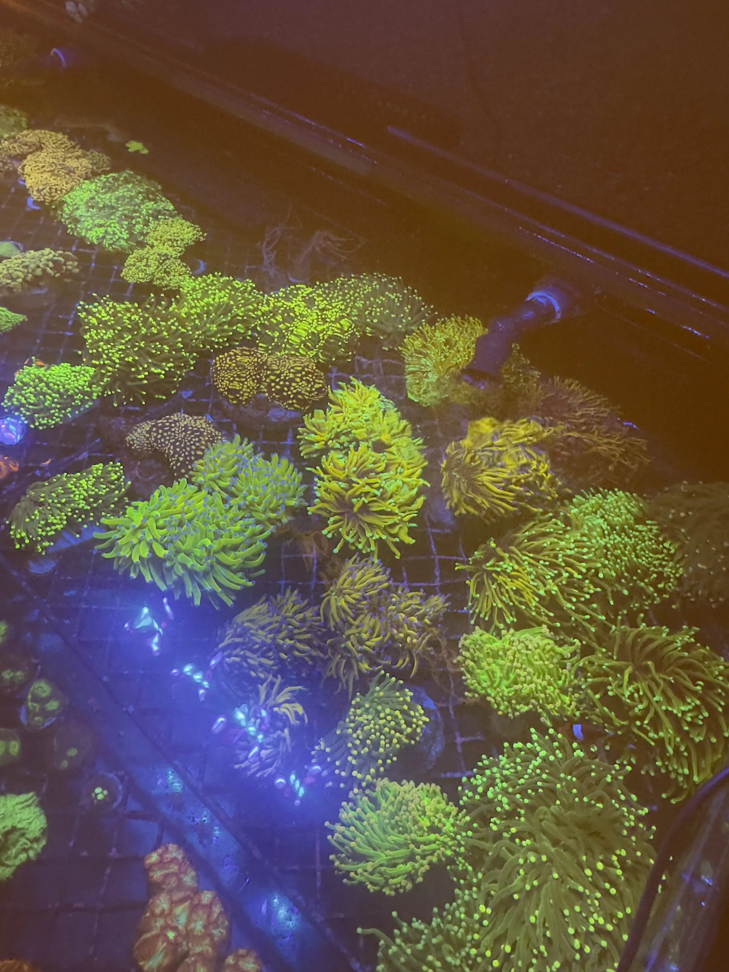 Various colorful corals and anemones under blue and UV lighting at an aquarium or coral farm.