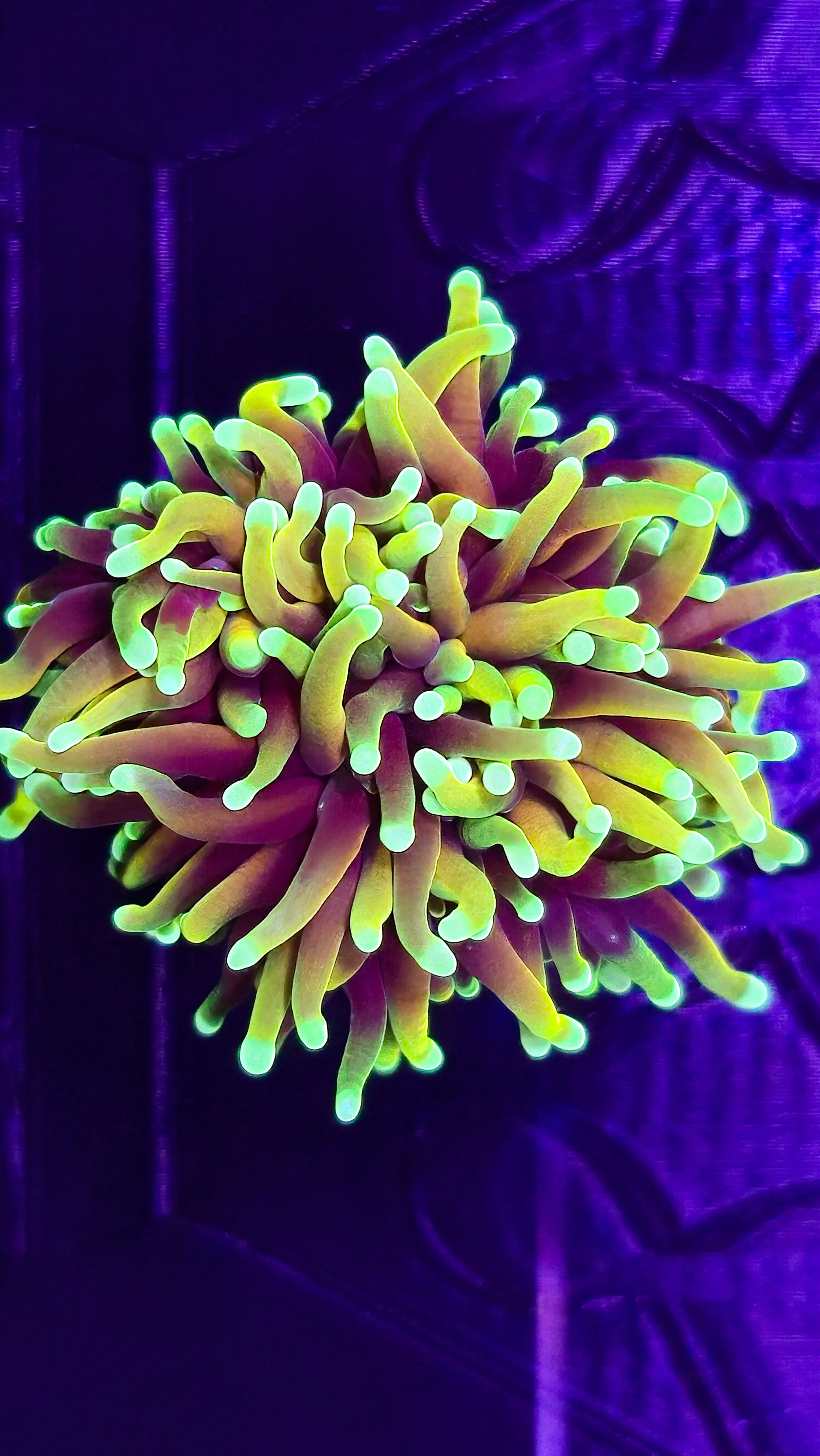 Close-up view of a fluorescent coral with yellow-green tentacles under UV light.