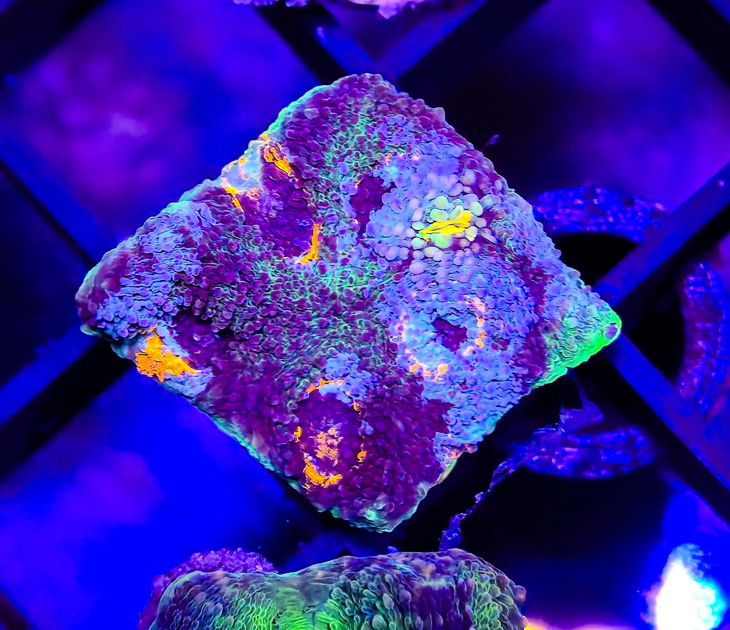 721376e7-9b2a-434d-9f1e-60ca2d731fd2.jpeg