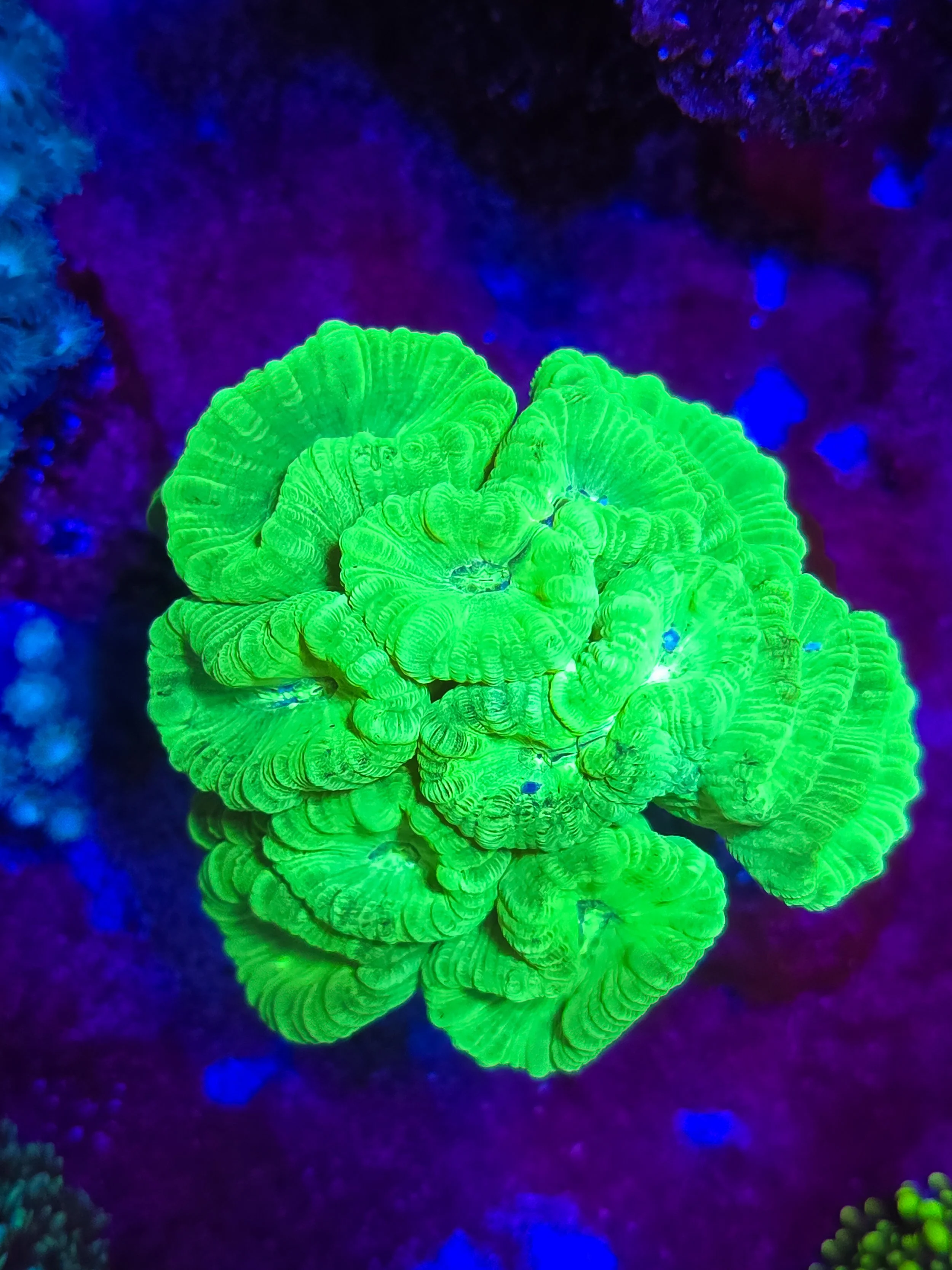 Bright green coral under purple and blue lighting.