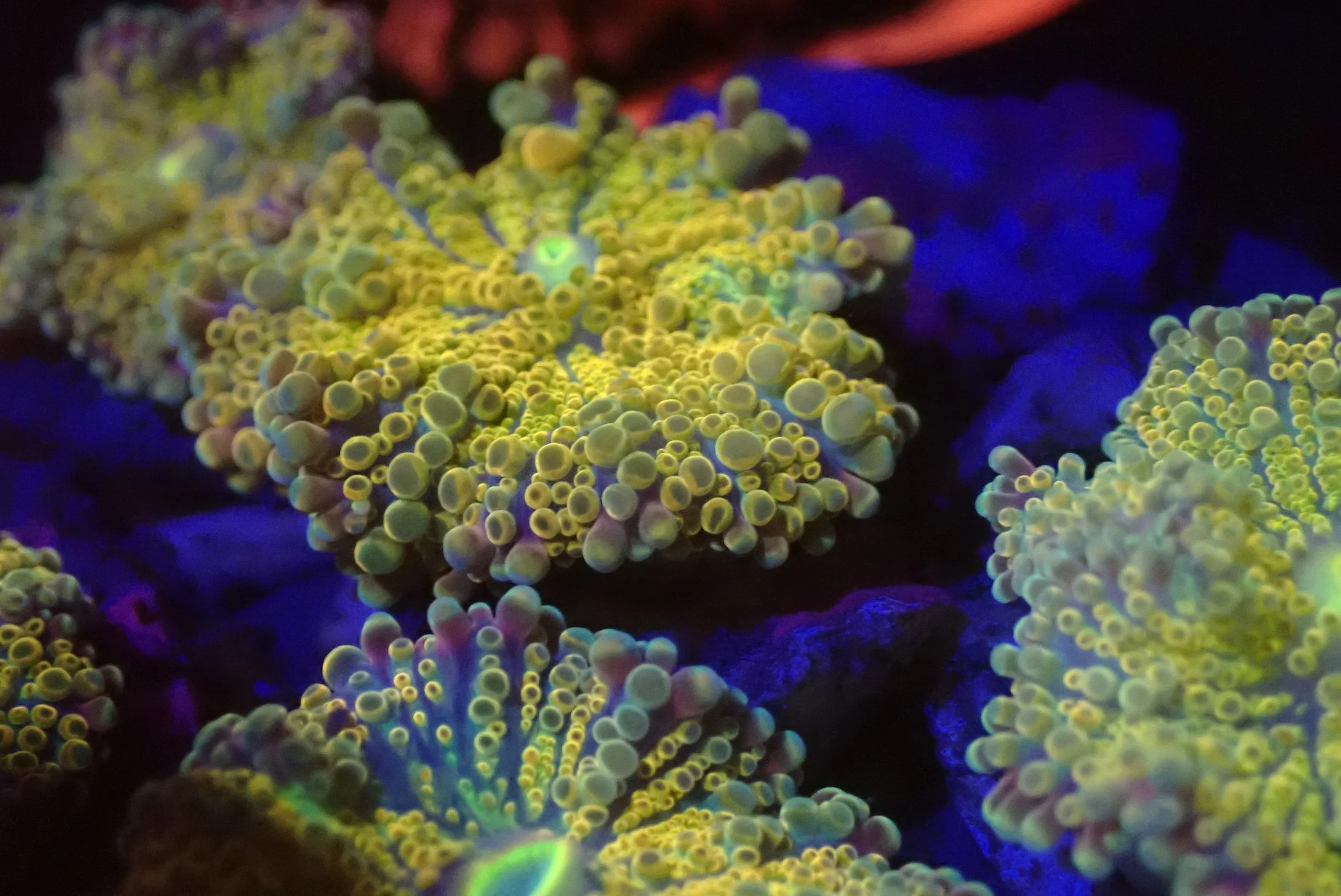 Close-up of fluorescent corals glowing in dark blue and green underwater environment.