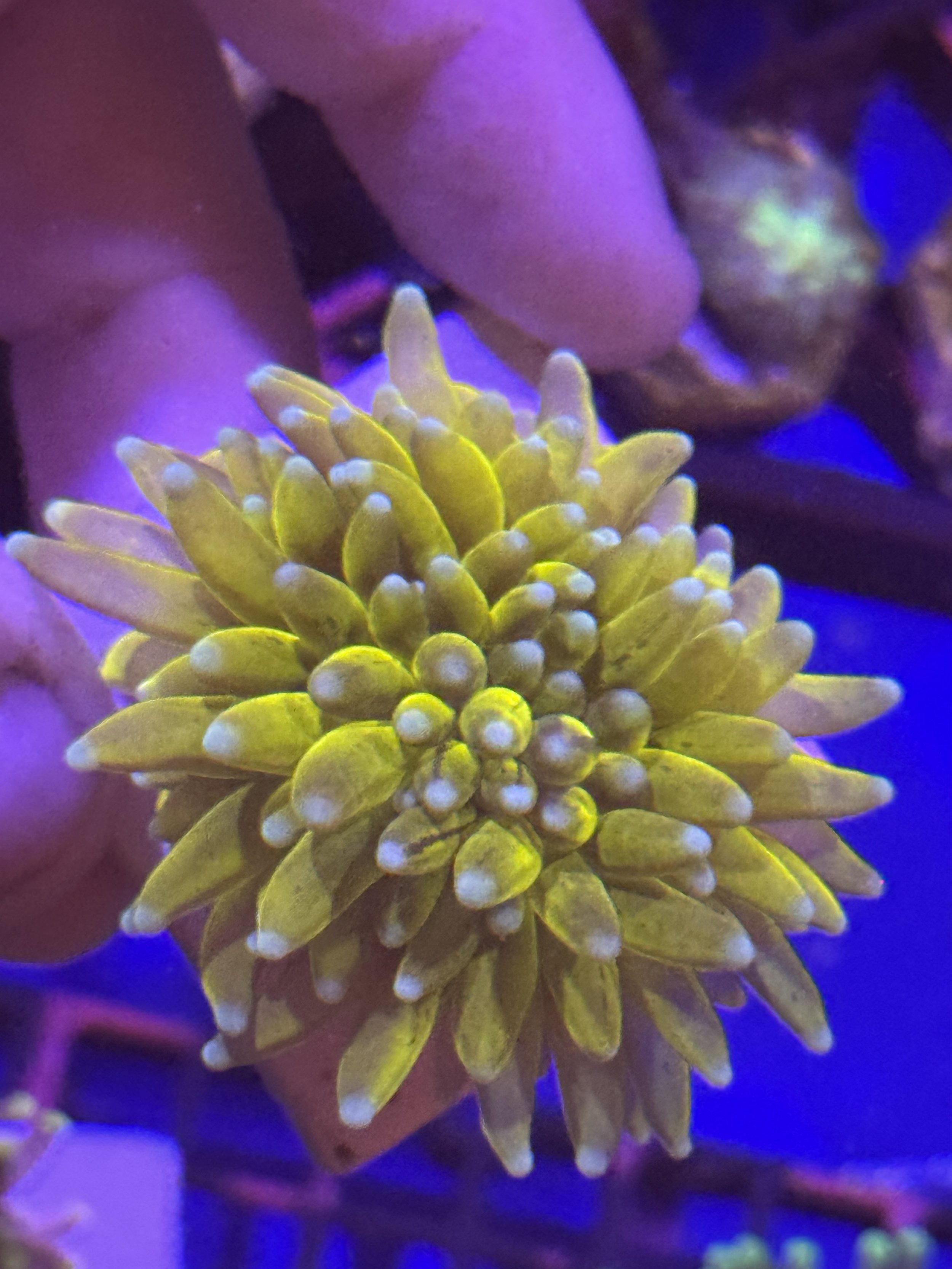 Gold White tip