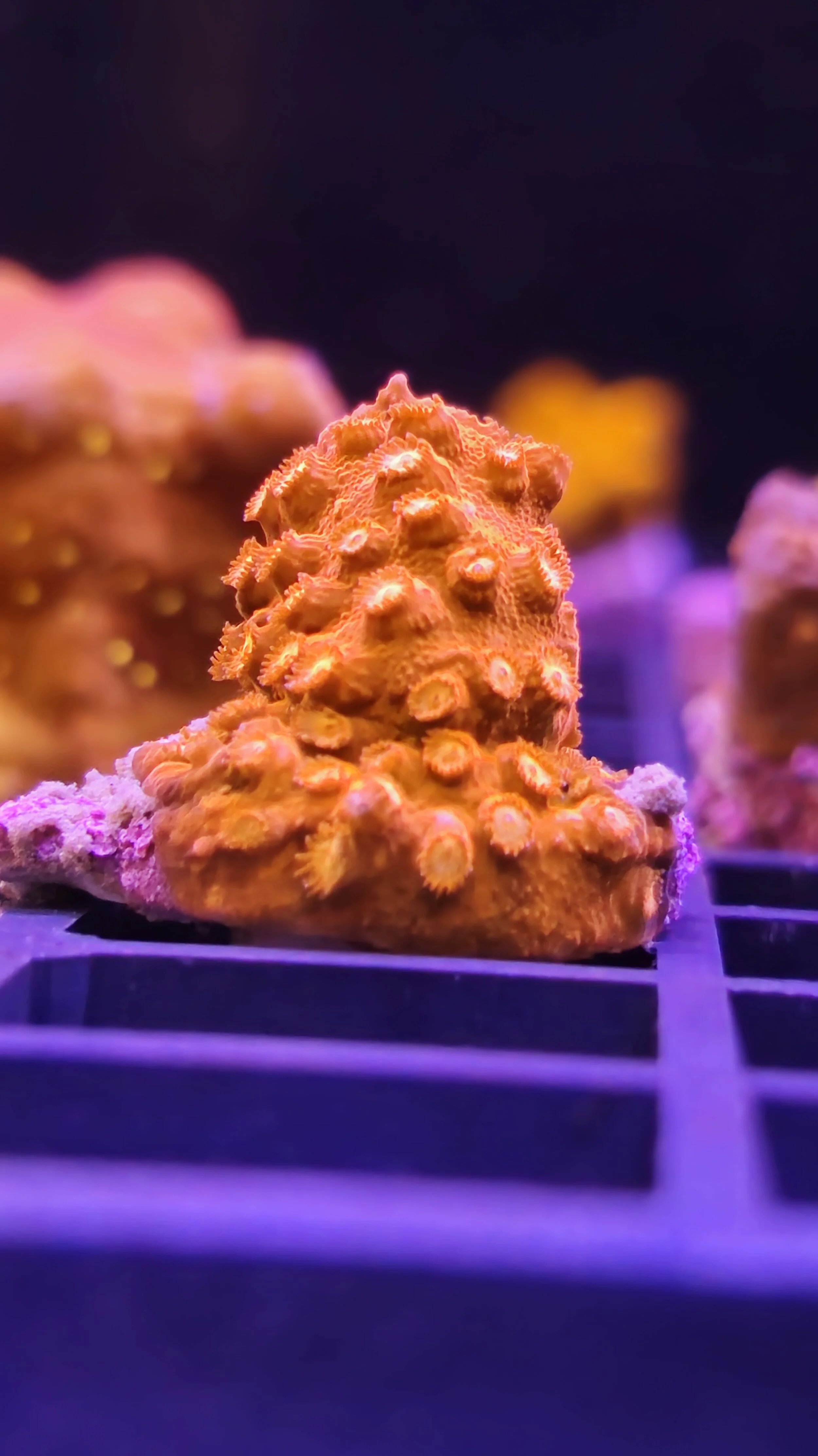Close-up of orange coral with small polyps on a black grid surface in an aquarium.