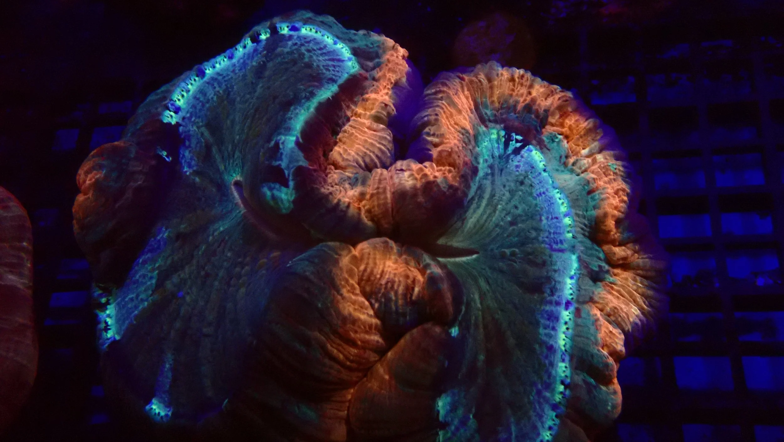 Large Red rim Tracky