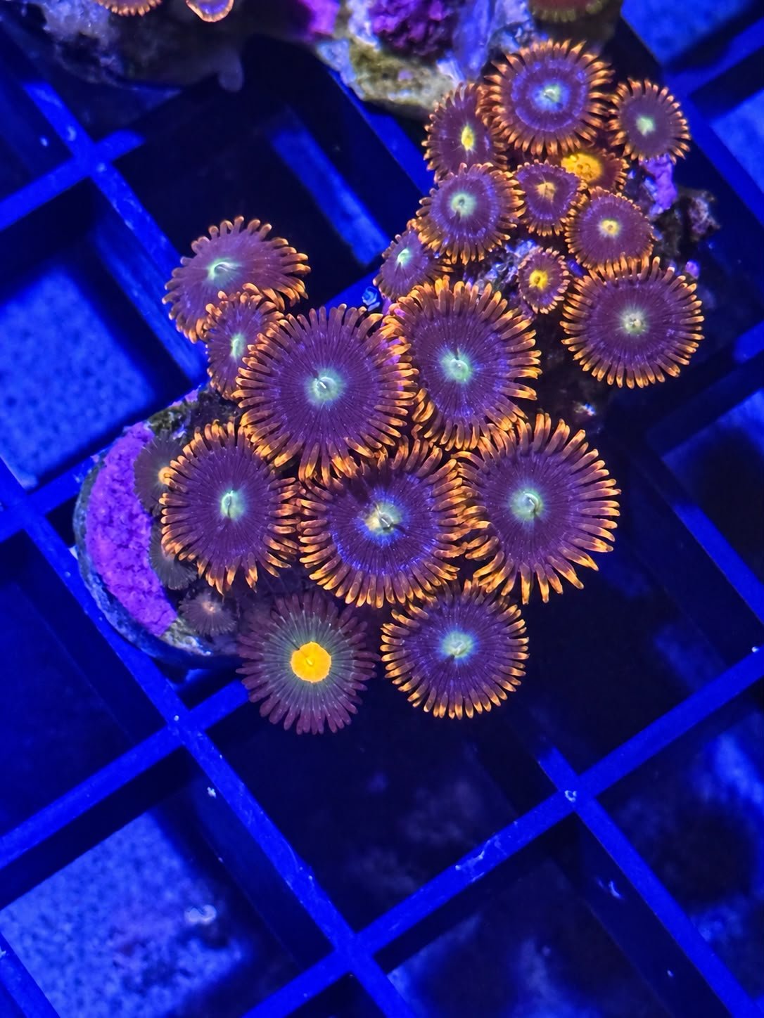 WYSIWYG Zoa 6.jpe