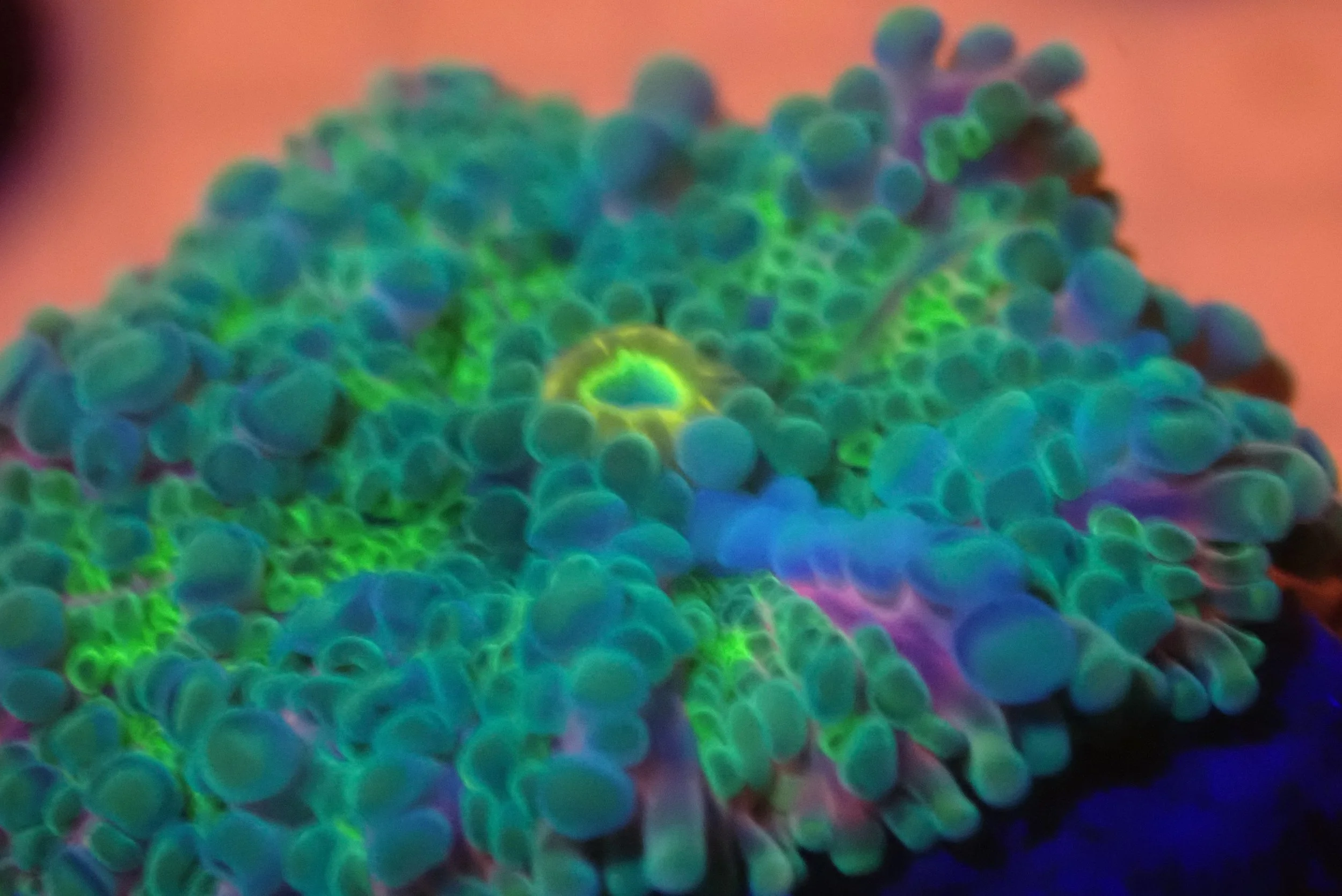 Close-up of a coral with vibrant, glowing colors under ultraviolet light.