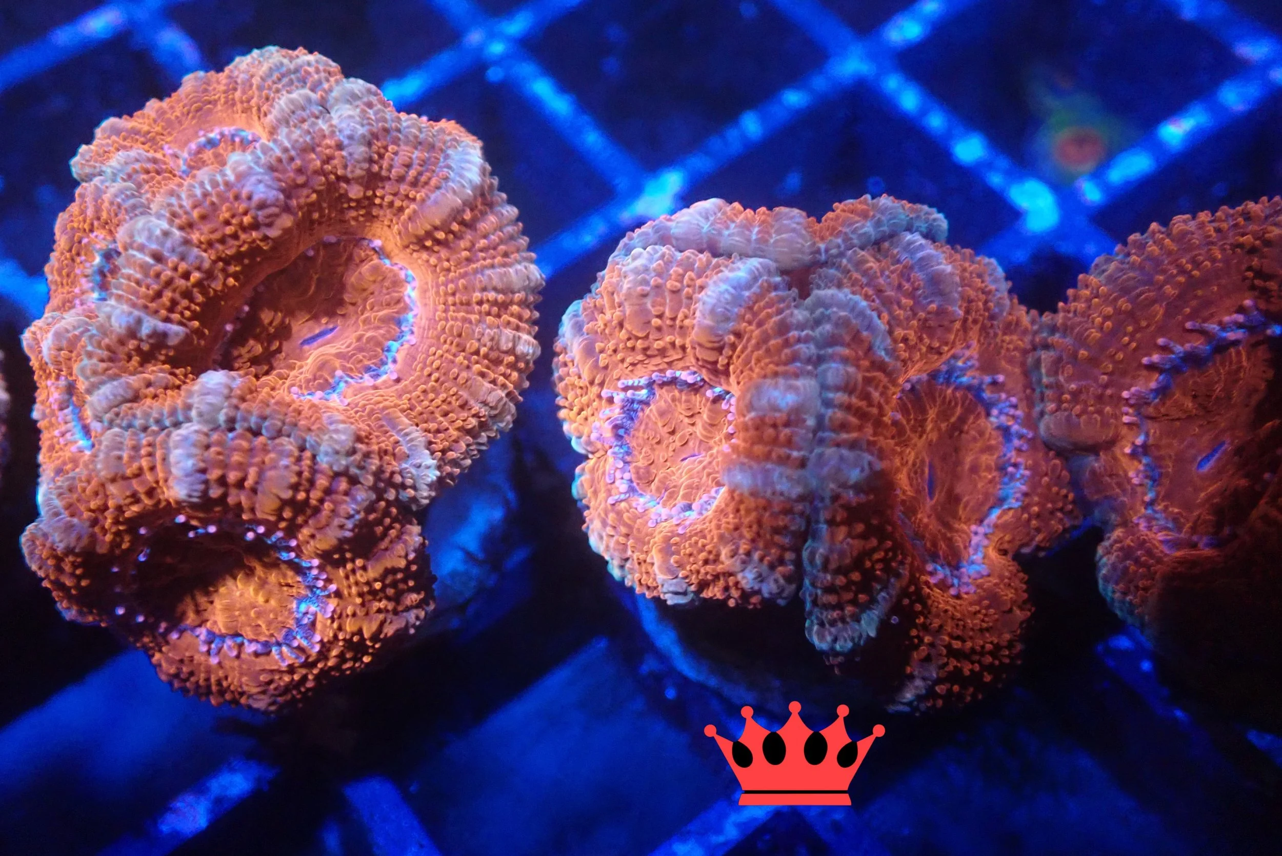 Close-up of orange and purple coral under blue lighting, with a small red crown icon at the bottom center.