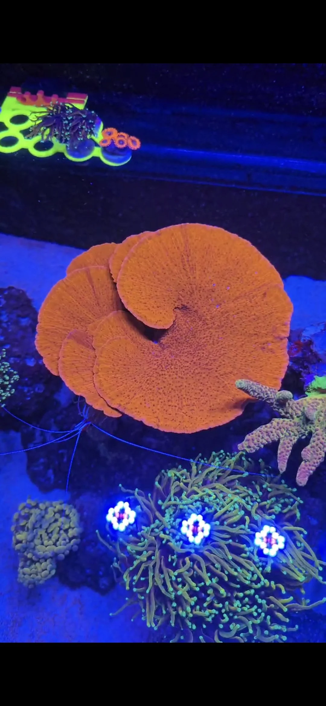 Colorful underwater scene with vibrant coral and sea anemones illuminated under black light.