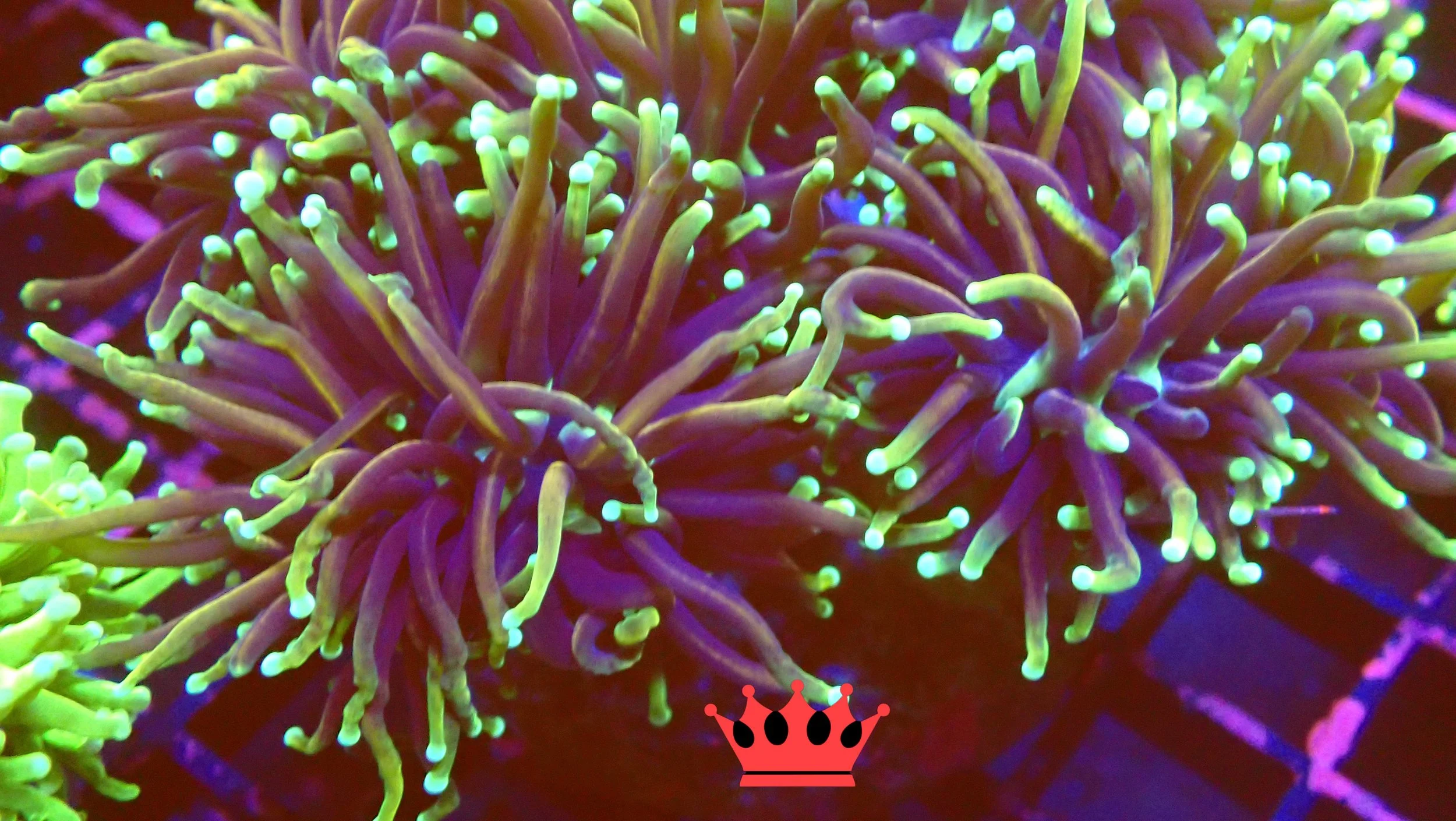 Close-up of a fluorescent-colored sea anemone with long, wavy tentacles glowing in shades of purple, green, and yellow under blacklight.