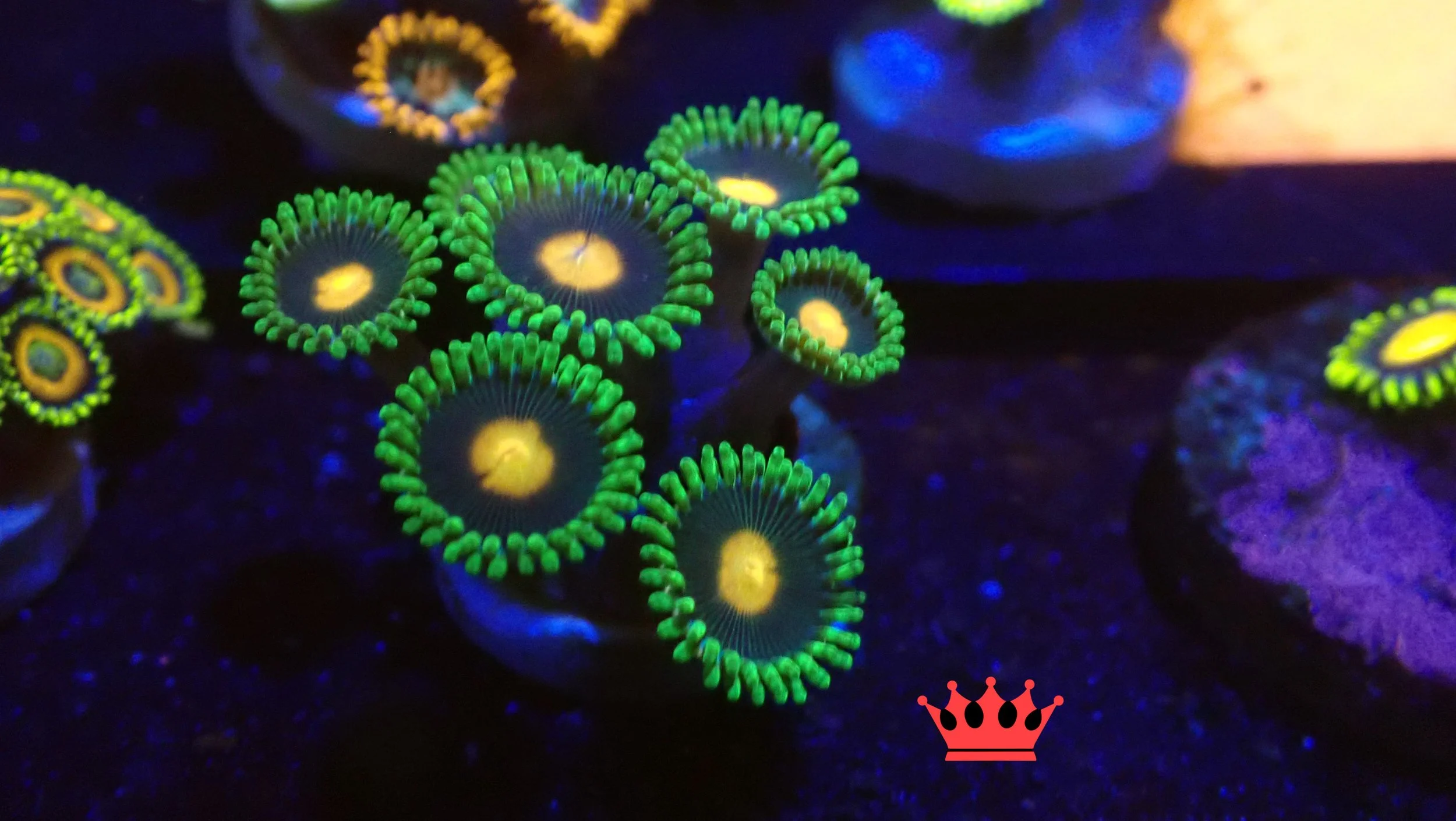 Close-up photo of glowing green and yellow corals with a dark background, possibly under blue lighting in an aquarium or reef tank.