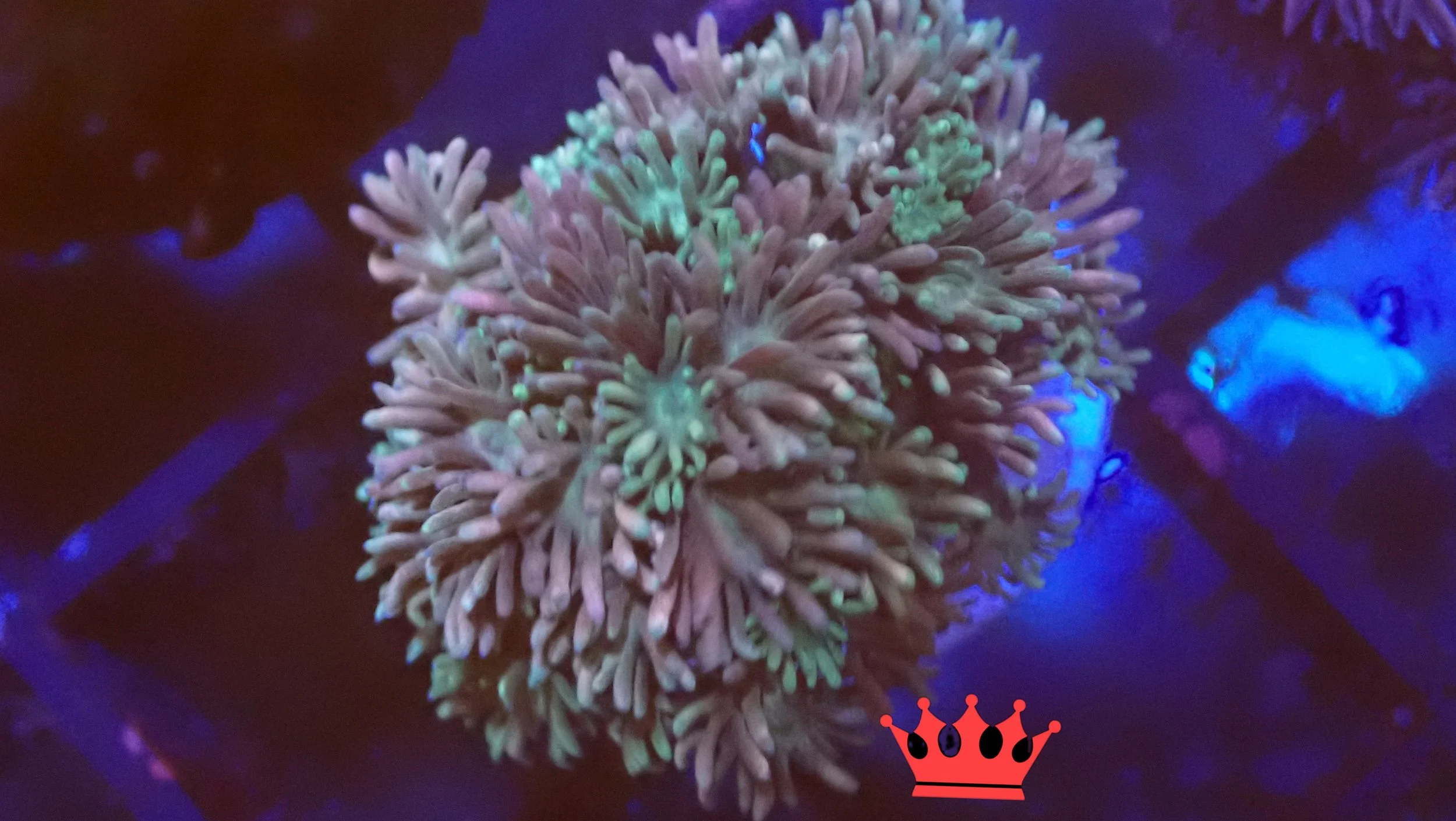 Colorful coral underwater with a pink crown graphic at the bottom right corner.