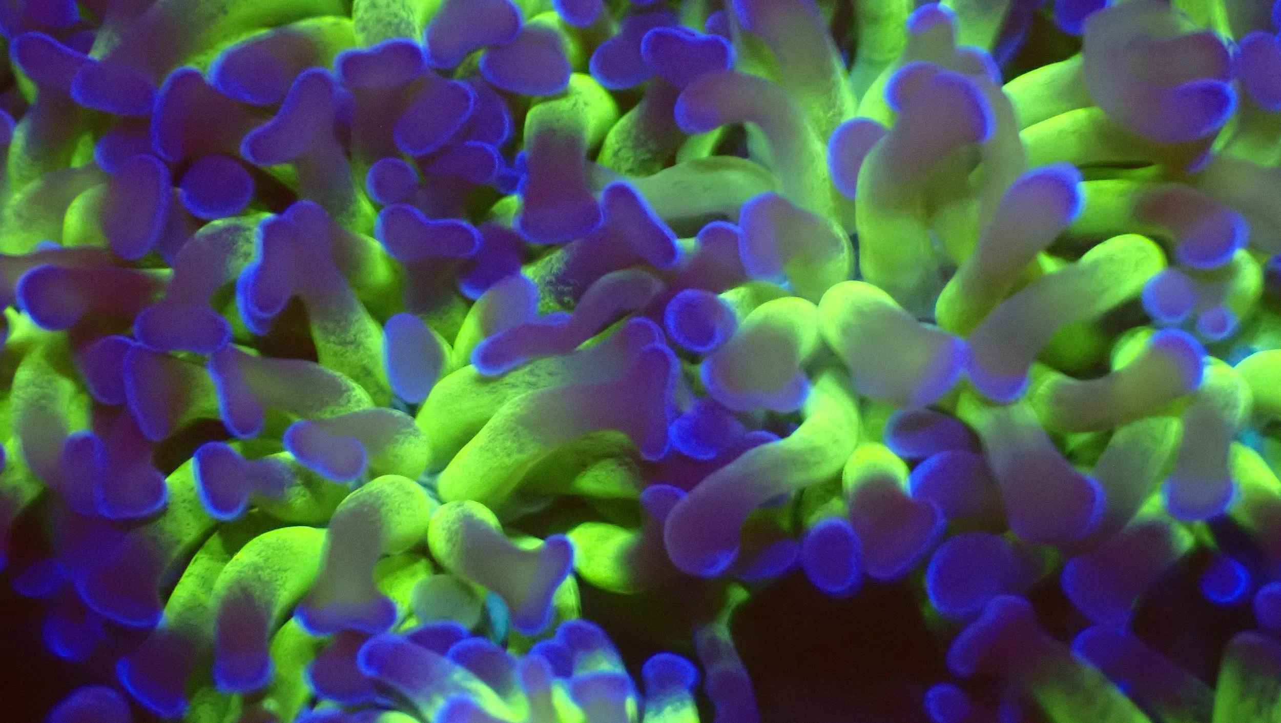 Close-up of fluorescent green and purple corals under blacklight, with detailed textures.