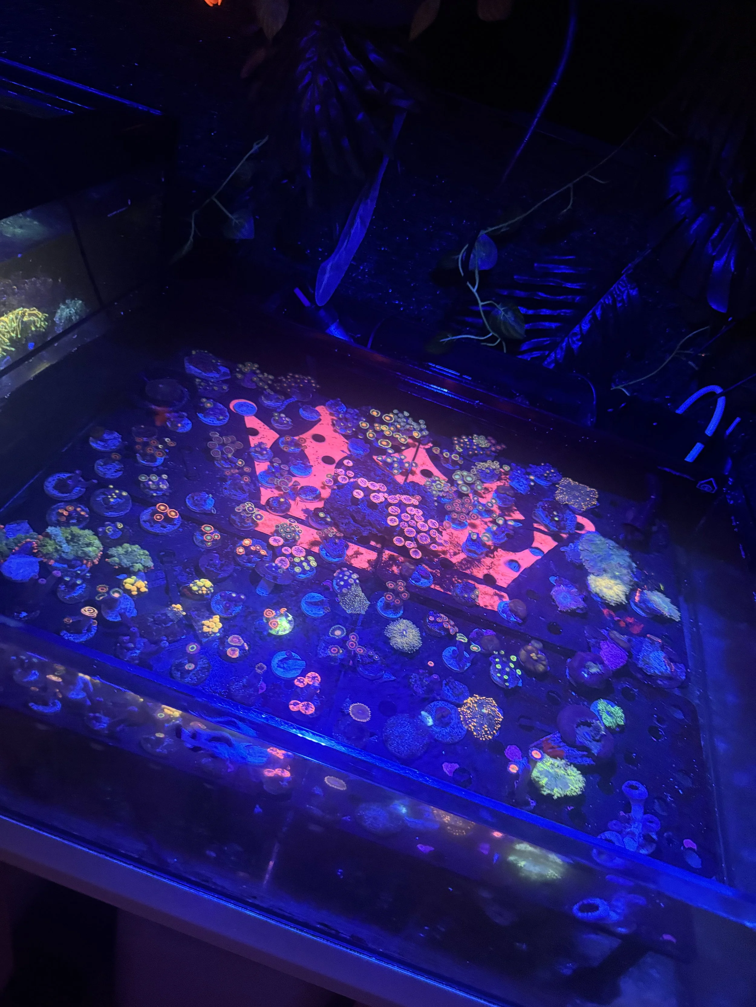 A tank filled with colorful corals illuminated under blue and purple lights in a dark room.