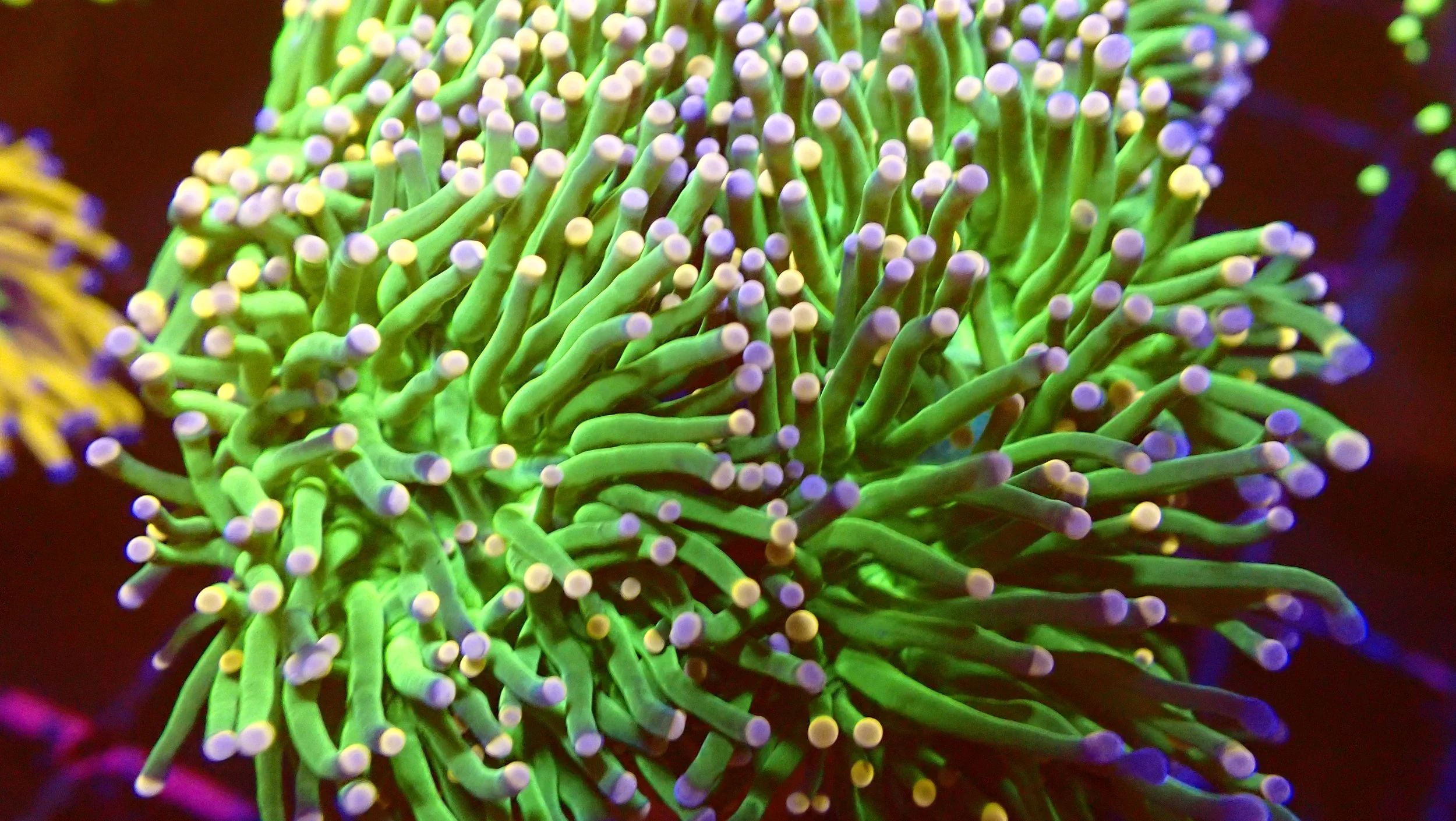Close-up of a colorful coral or sea anemone with long, thin, bright green tentacles with yellow tips, illuminated under vibrant lighting.
