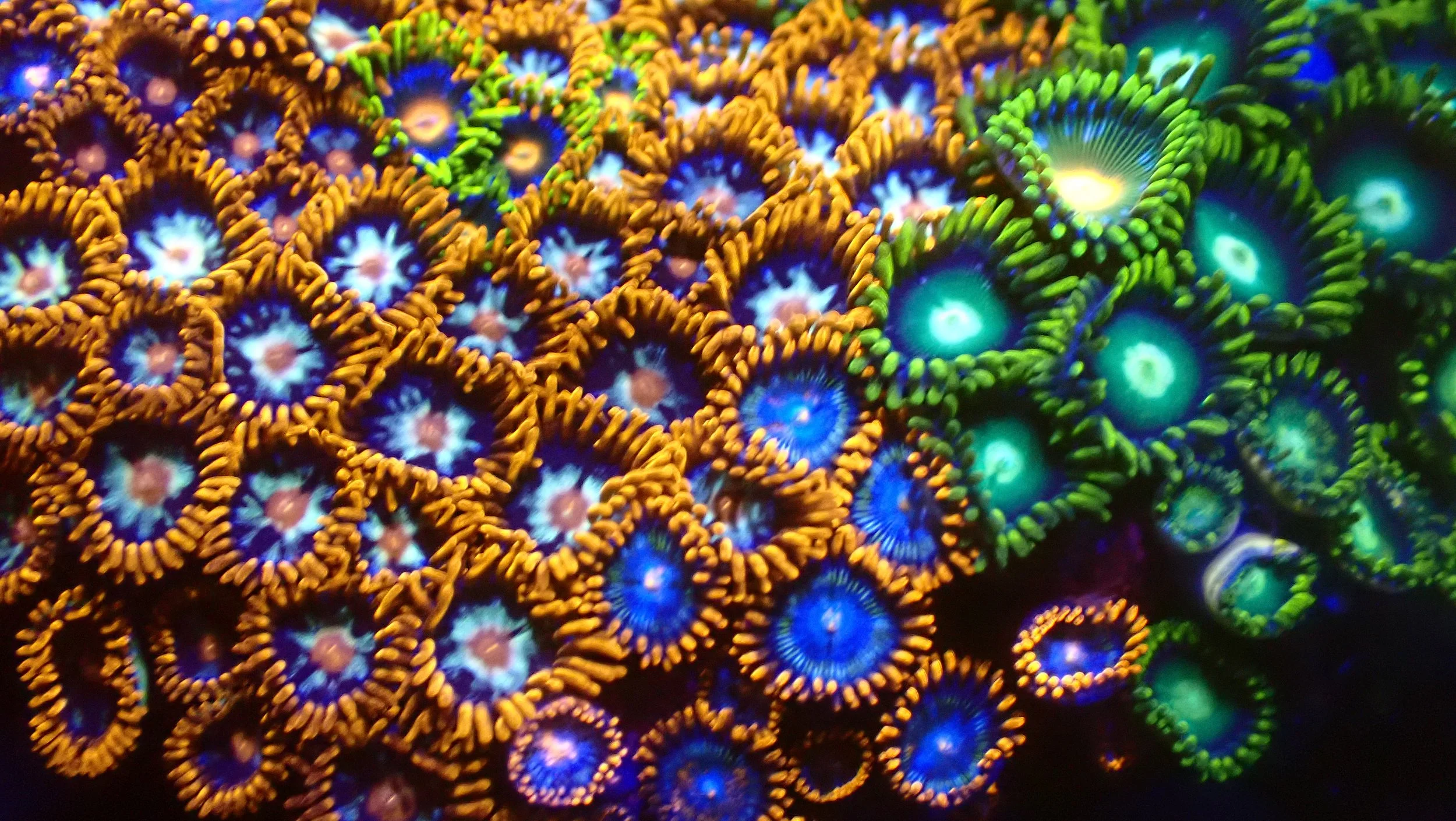 Close-up view of colorful coral polyps with neon orange, blue, green, and purple hues glowing underwater.