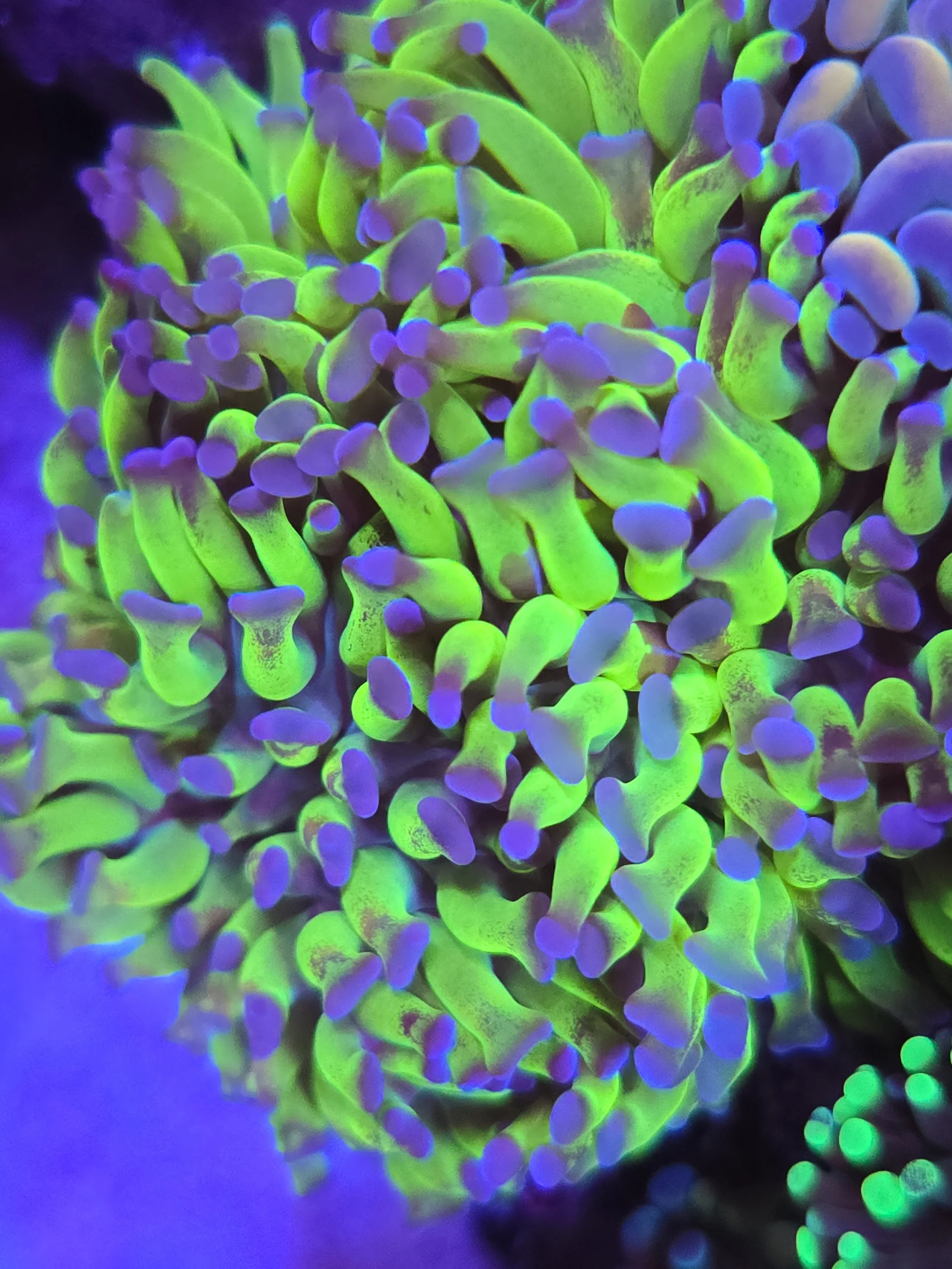 Colorful coral illuminated under UV light, showcasing green and purple hues.