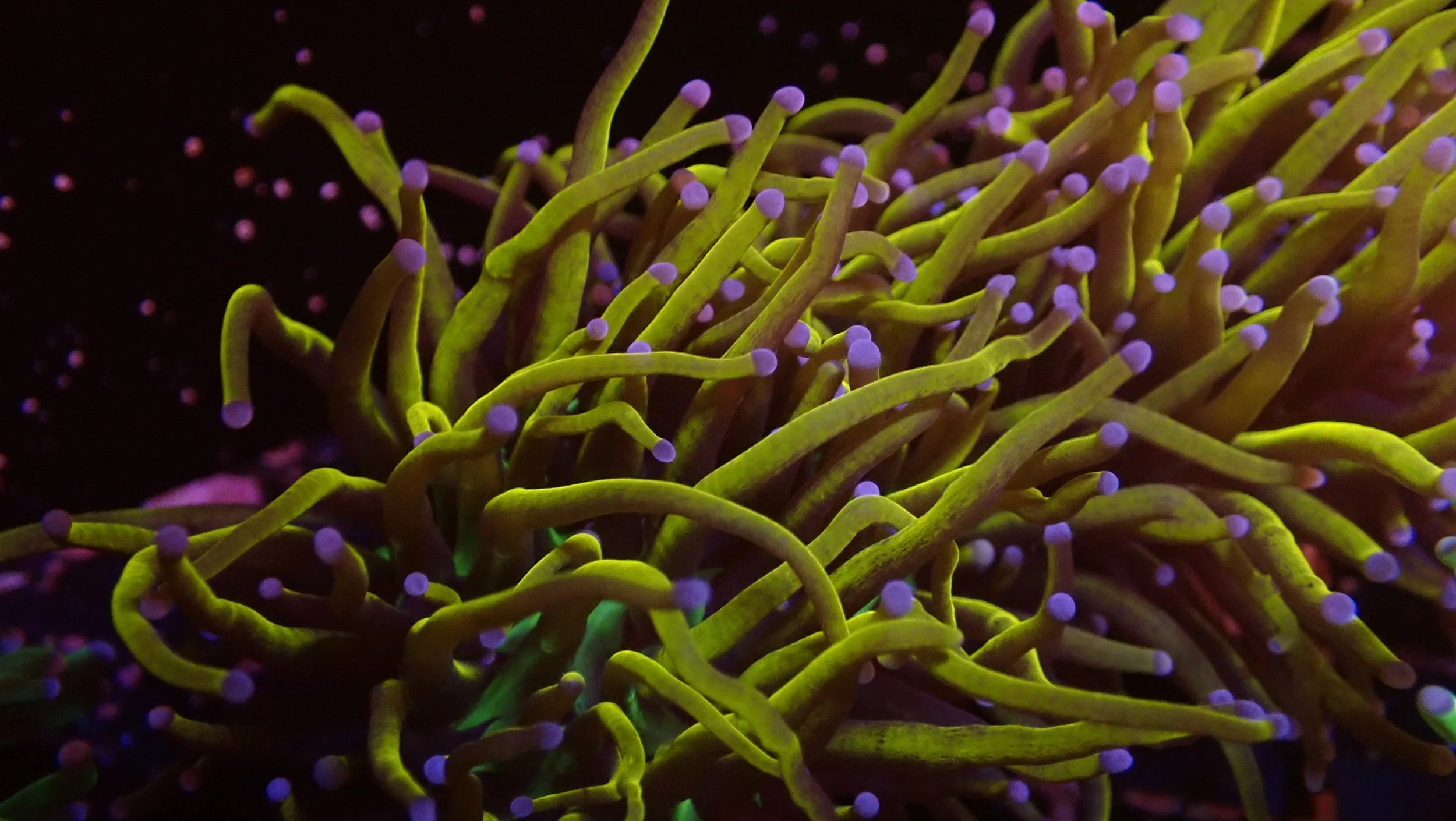 Close-up of a coral or anemone with yellow tentacles and purple tips, underwater during nighttime or in an aquarium with dark background.