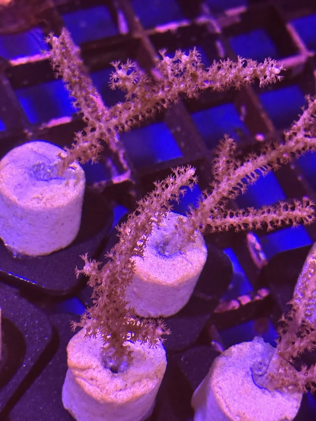 Gorgonian.jpe