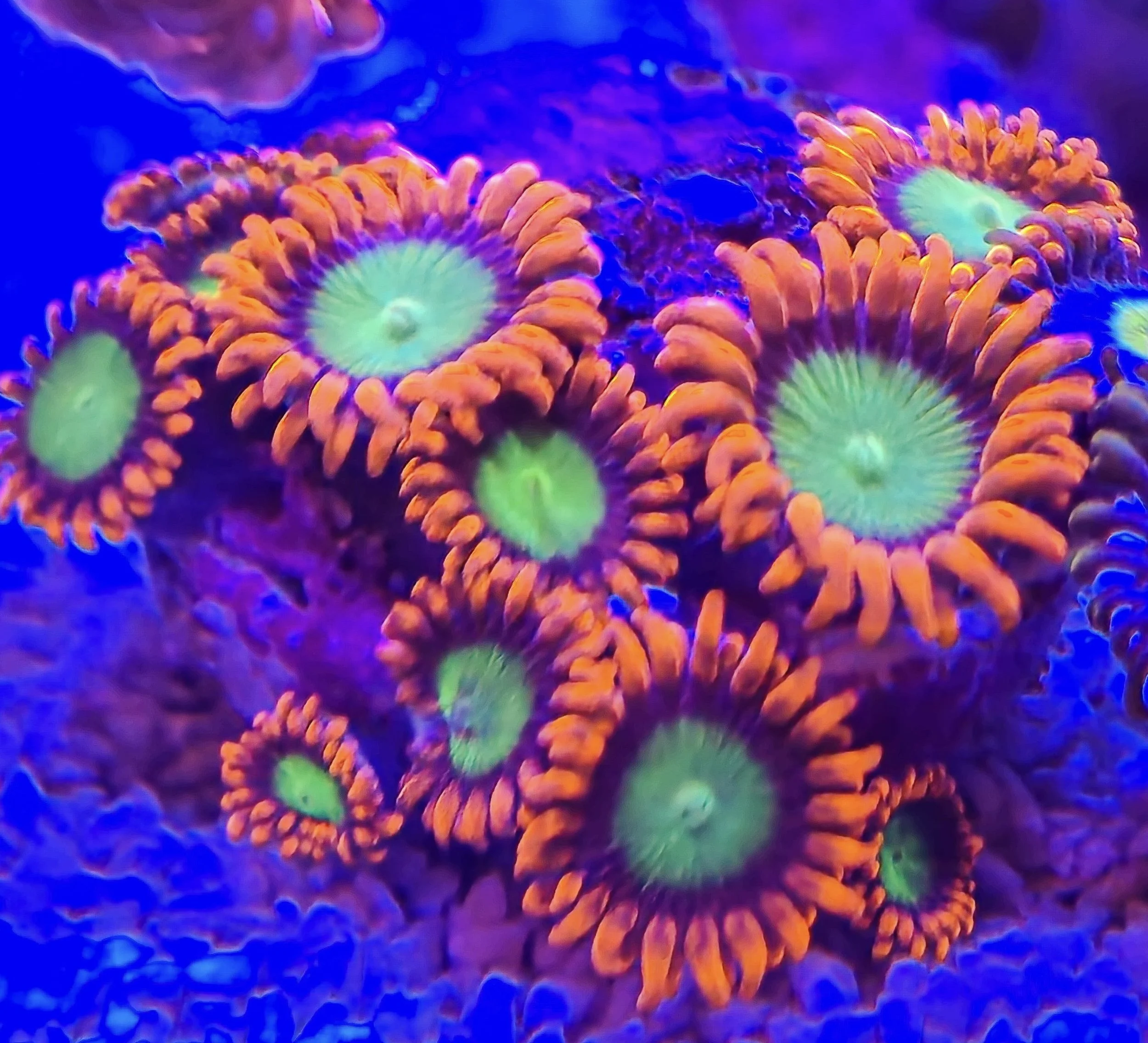 Brightly colored coral with green centers and orange tentacles under blue lighting.