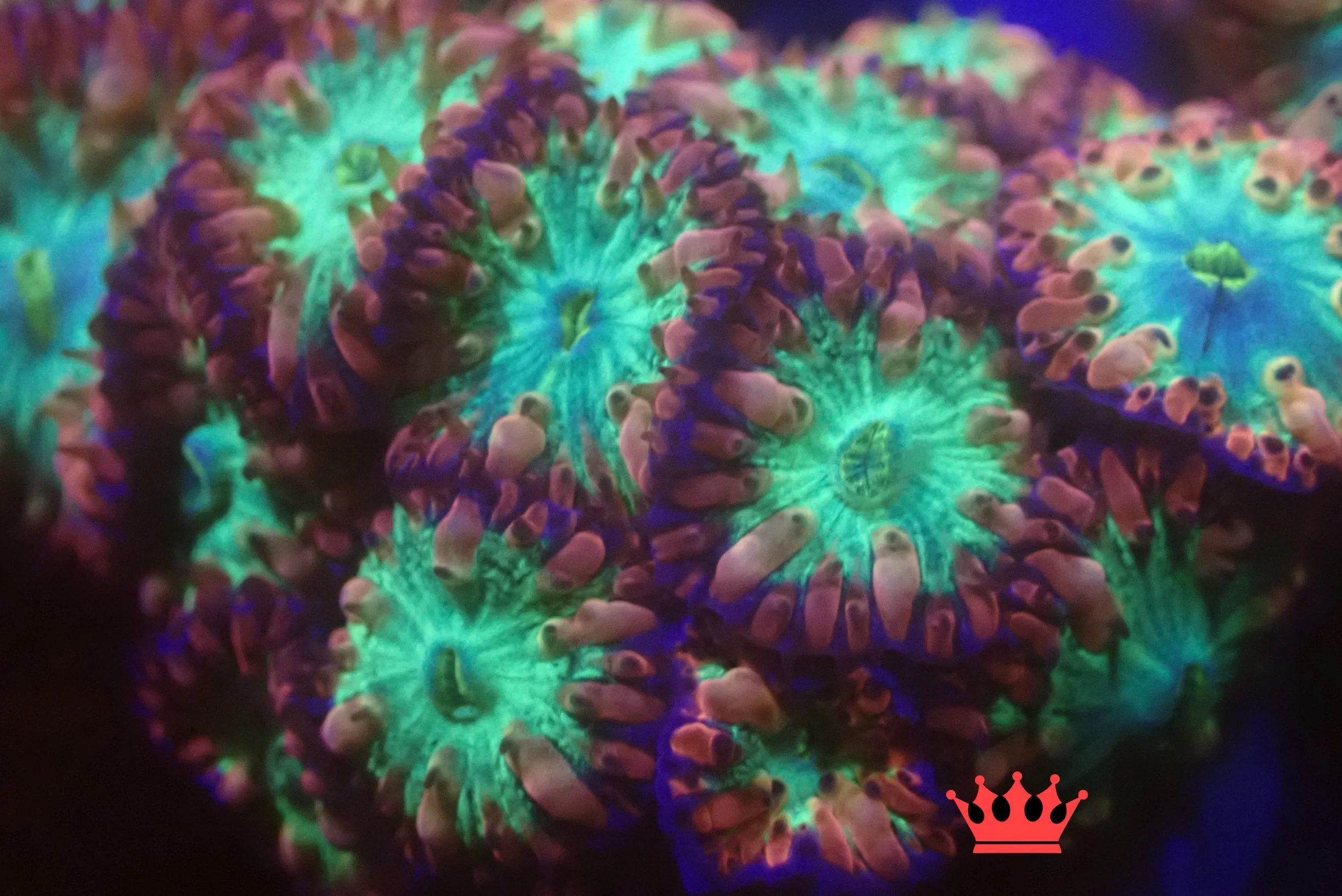 Colorful coral under UV light showing vibrant green and purple hues, with a small red crown icon in the bottom right corner.