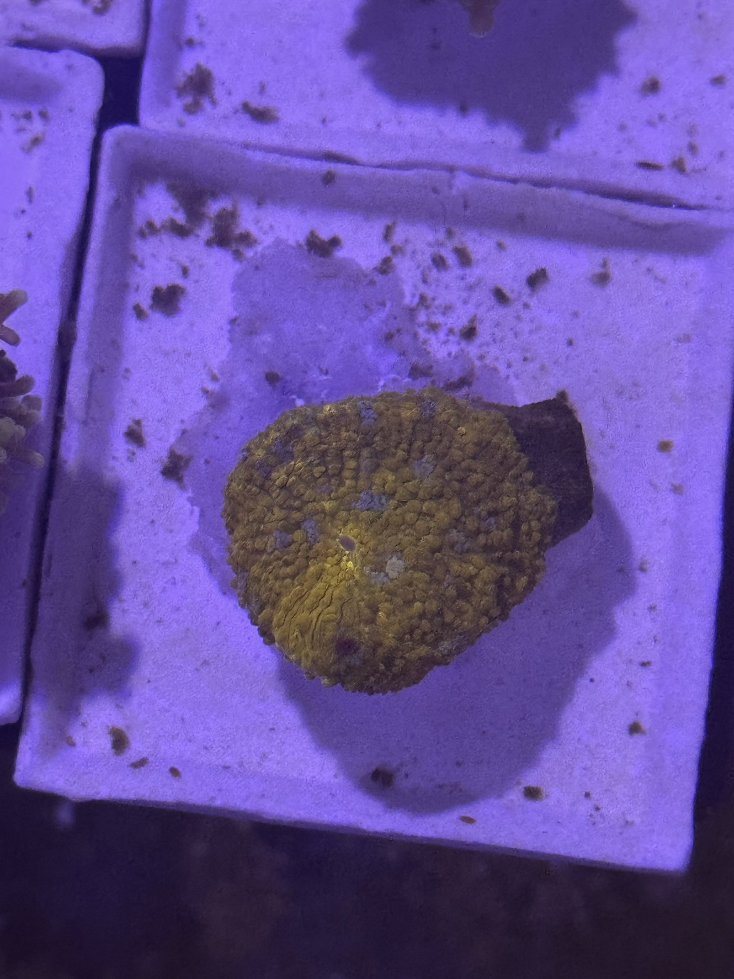 Gold Meister Jawbreaker