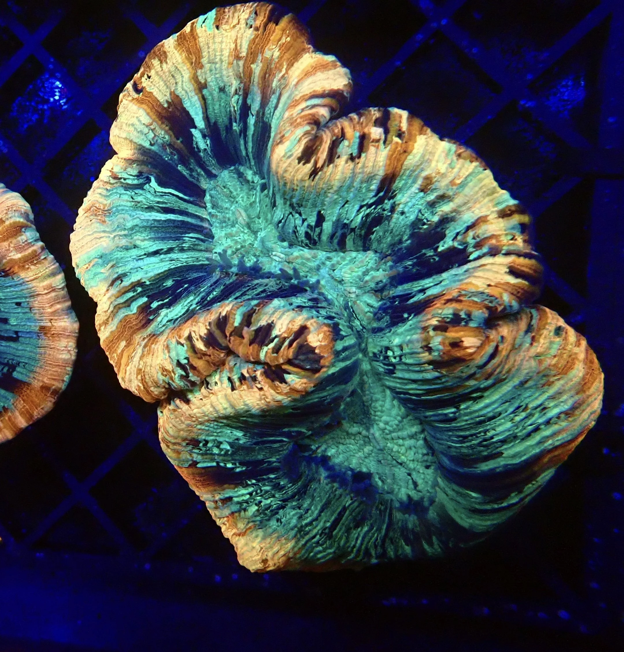 Large Rainbow Tracky