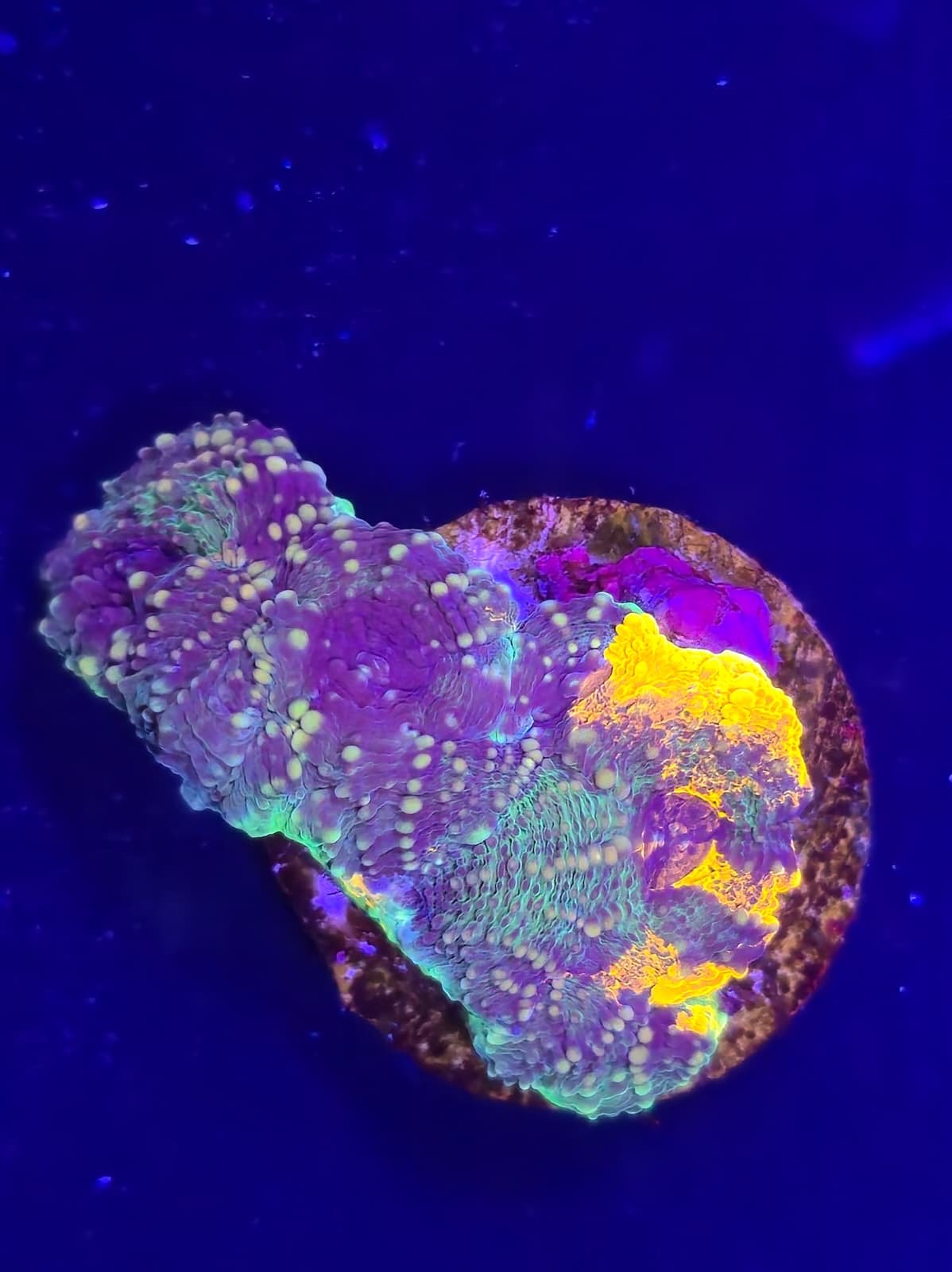 Tri colour Enchinata