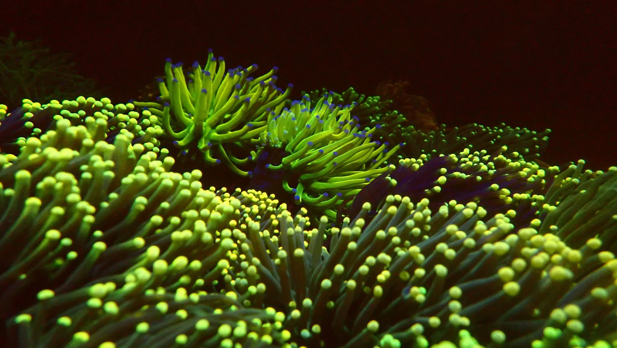 Close-up of fluorescent green and yellow sea anemone with blue-tipped tentacles, glowing against a dark background.