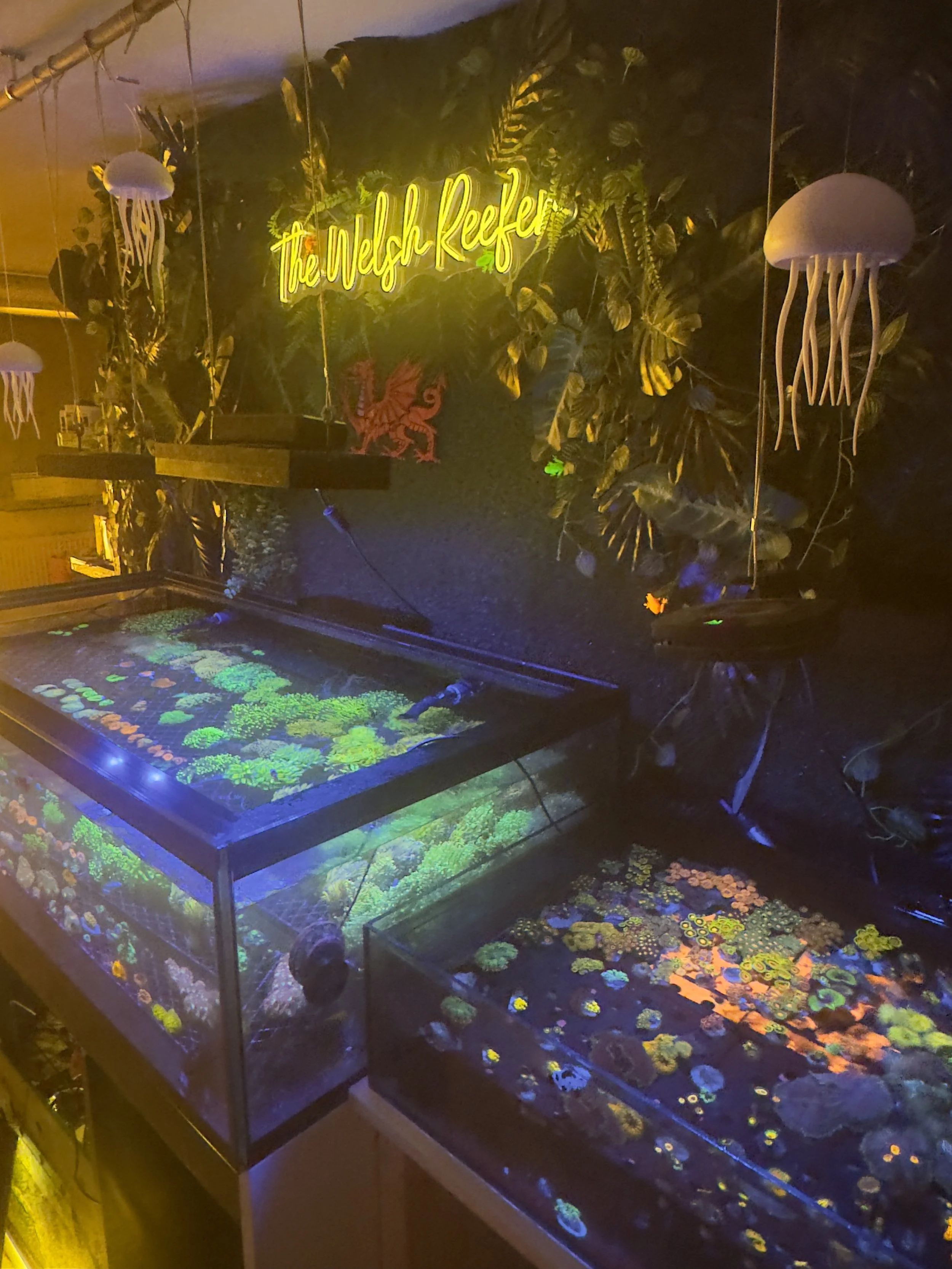 Illuminated coral reef exhibit with a neon sign that reads 'The Welsh Reefers,' surrounded by jellyfish decorations and lush green plants.