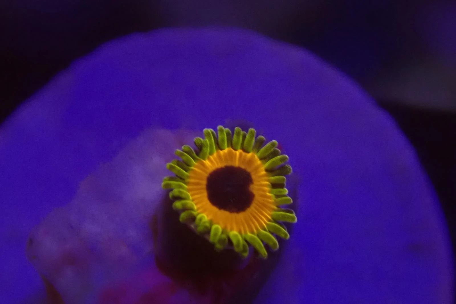 Great Owl Zoa.jpe