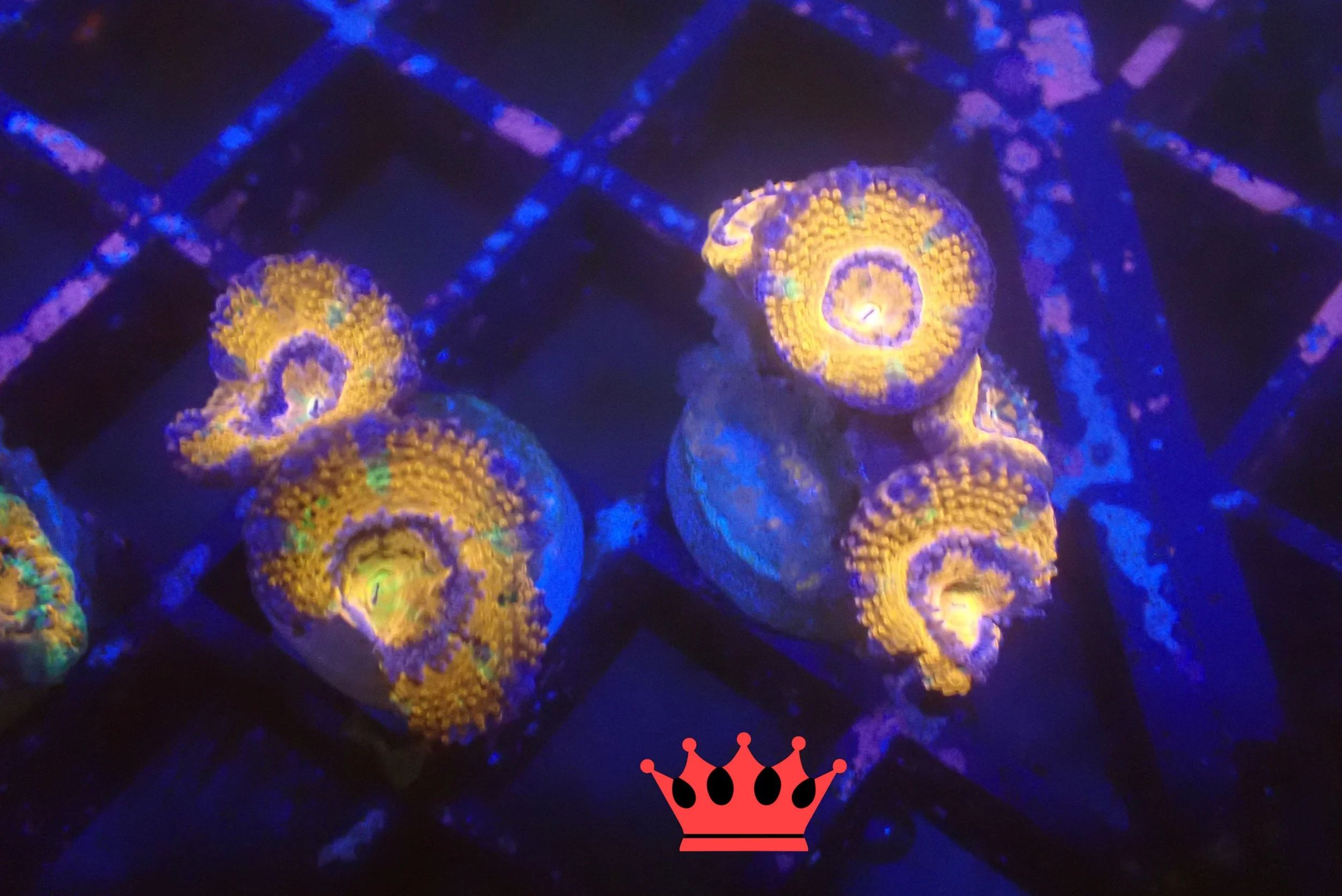 Under blacklight, several colorful coral colonies with yellow and purple hues are displayed on a dark surface.