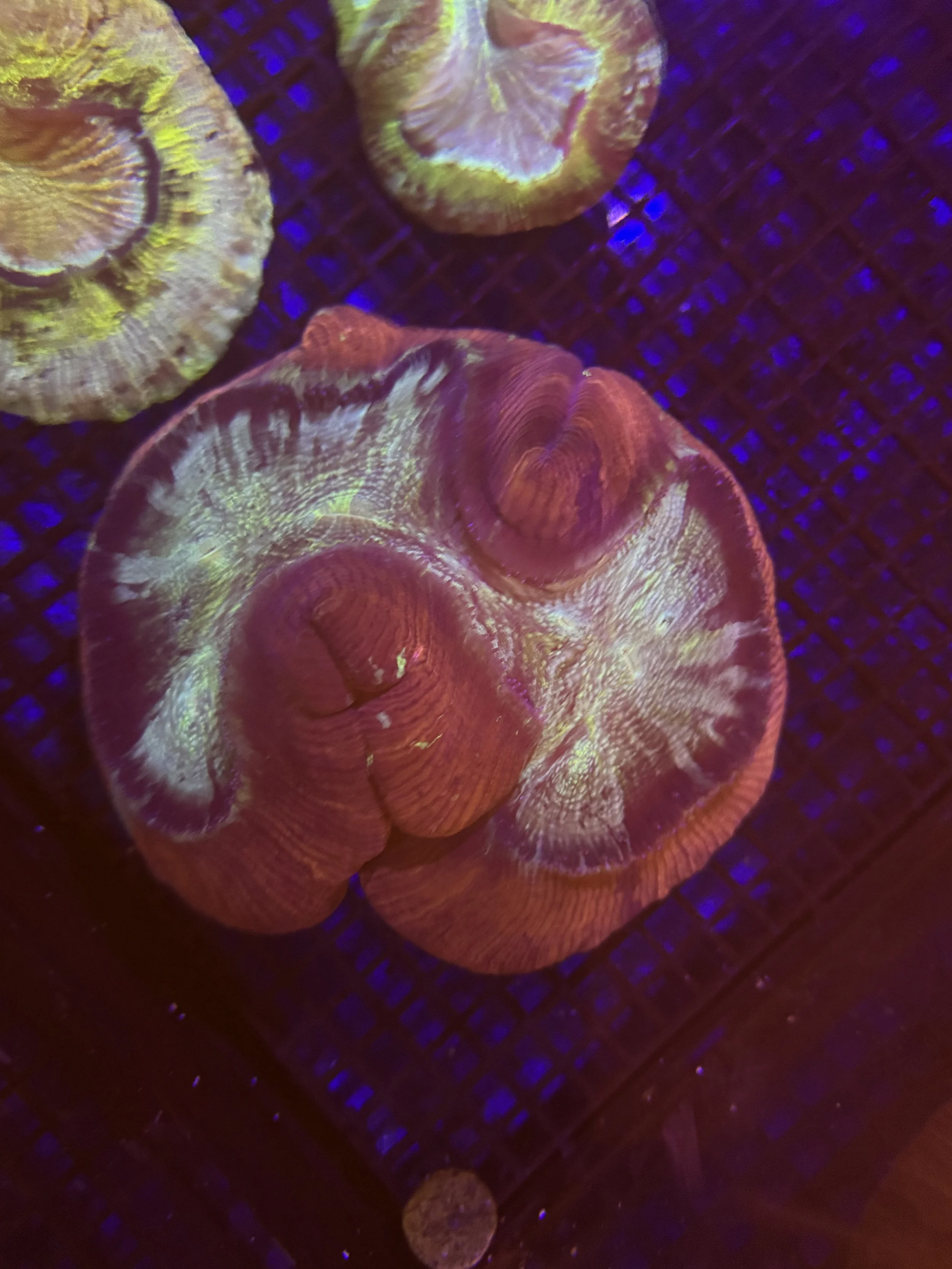 Large Rose Red Tracky