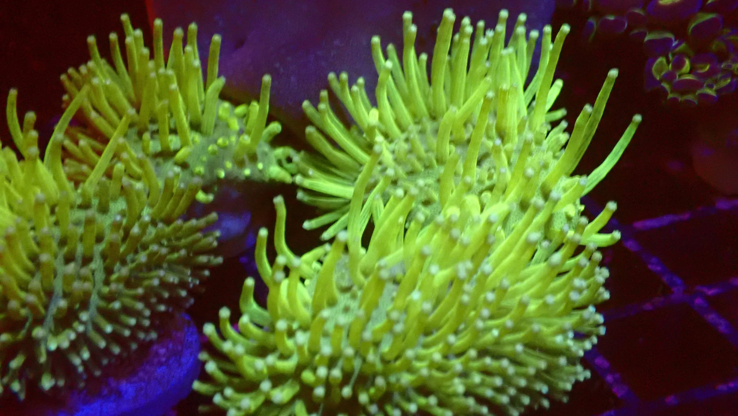 Close-up of a yellow-green sea anemone with long, slender tentacles on a rocky surface.