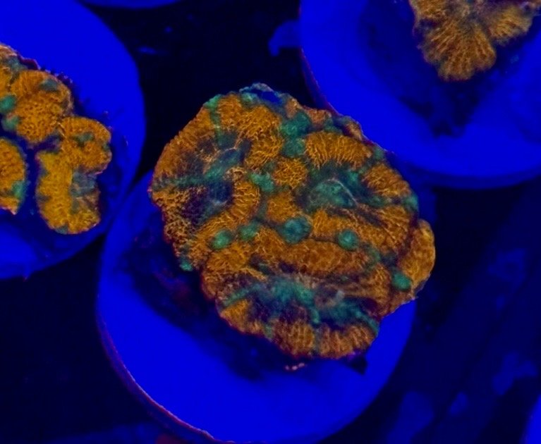Asian Acan