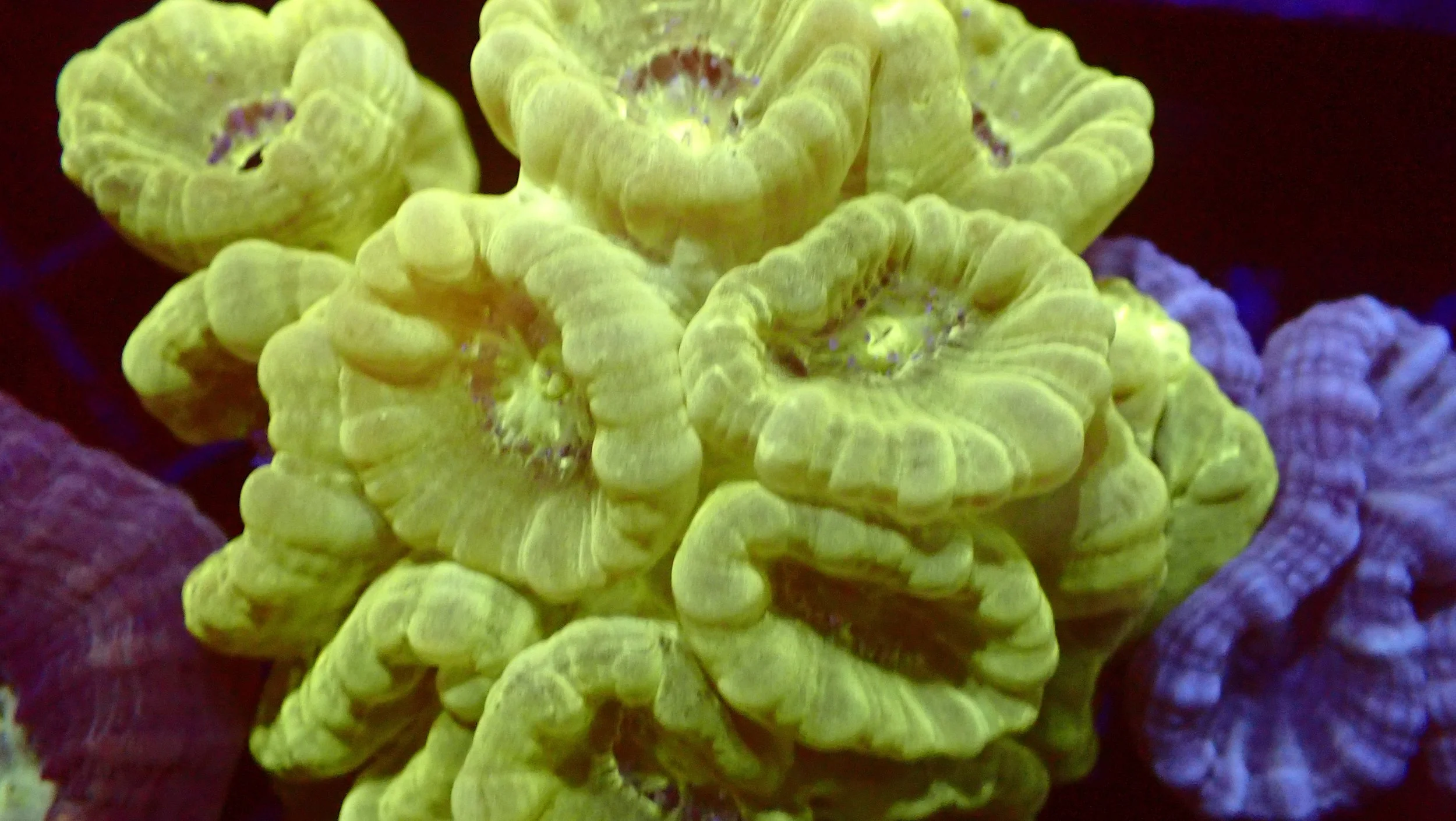 Close-up of yellow coral with textured, layered structures.
