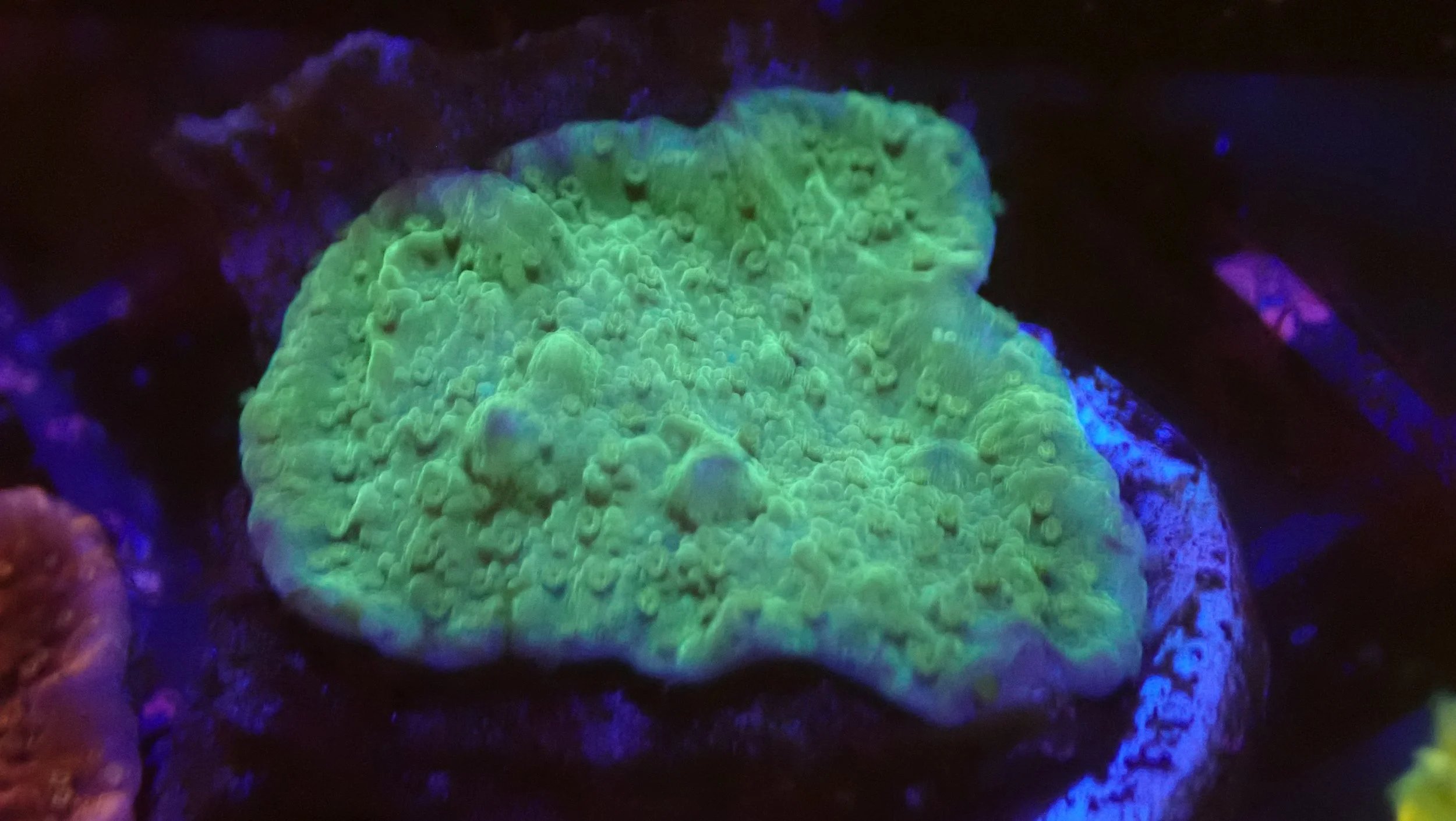 Close-up of a fluorescent green coral under blacklight, with a textured surface and small bumps.