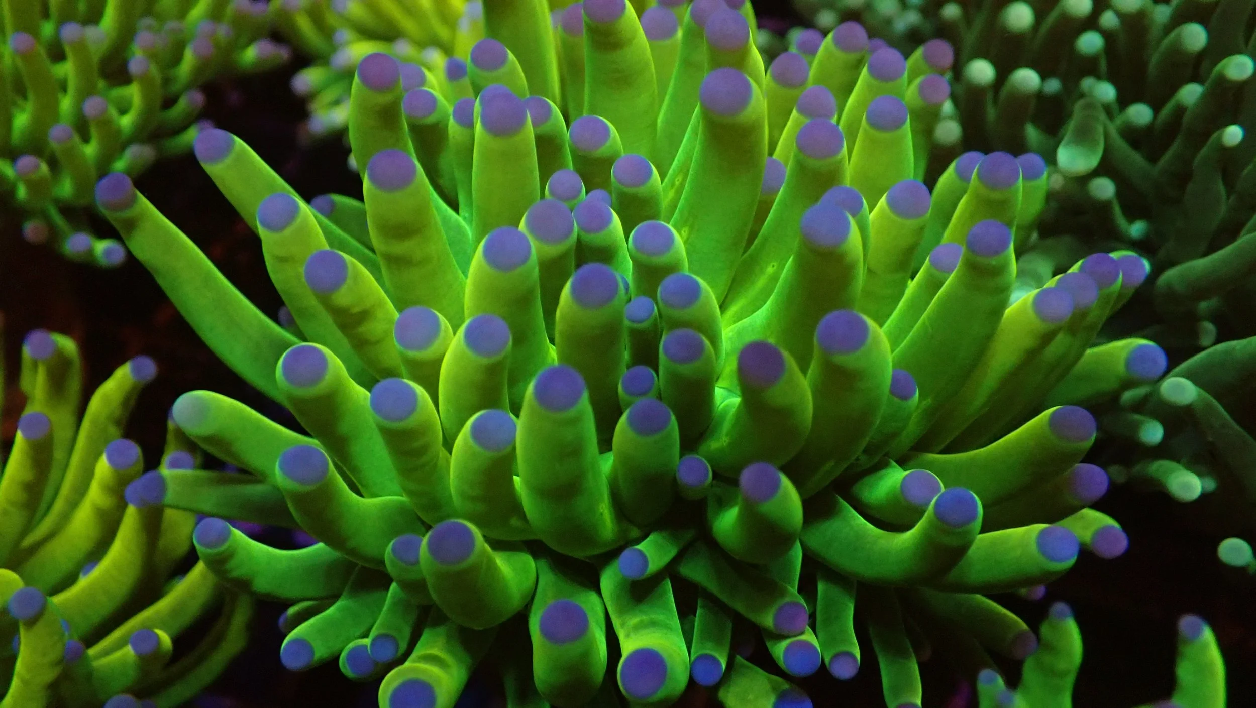 Close-up of glow-in-the-dark green coral with purple tips under blacklight.