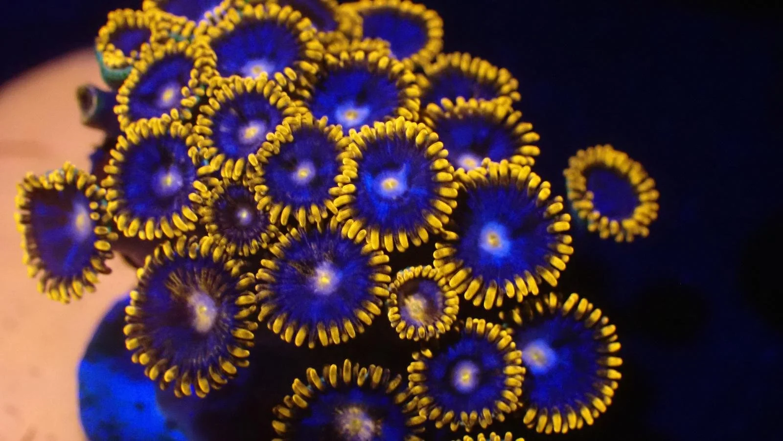 Fire Meets Ice Zoa.jpe
