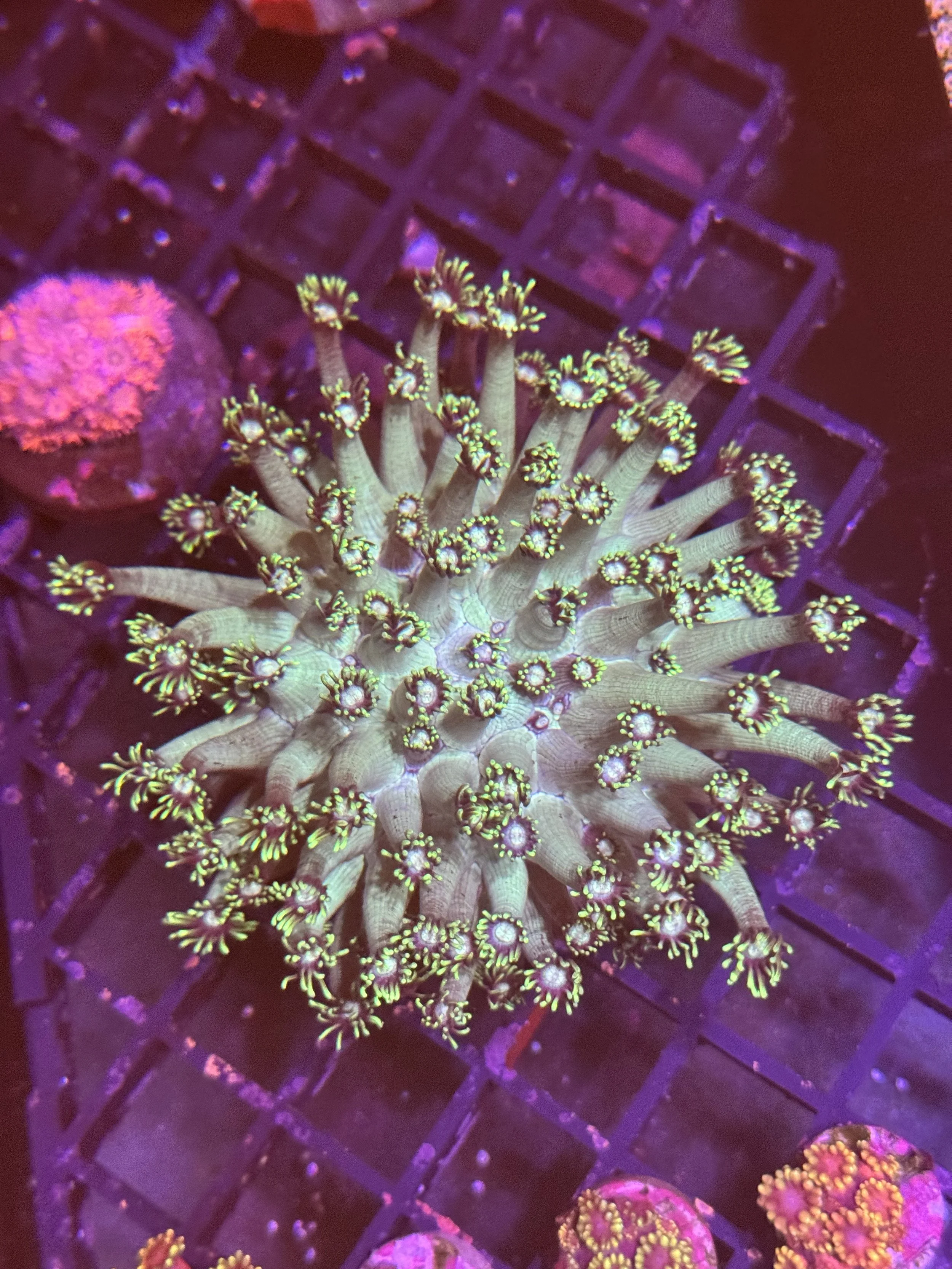 Green Medusa Goni