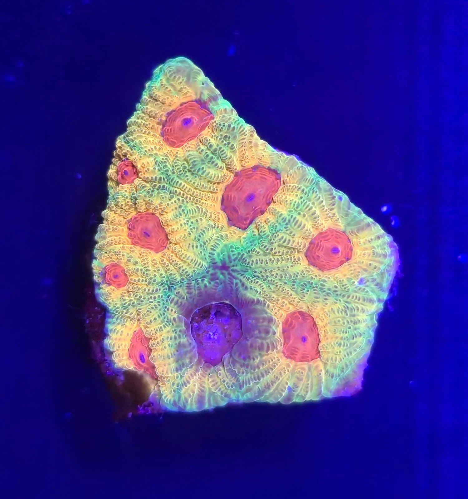 Large fascination Favia